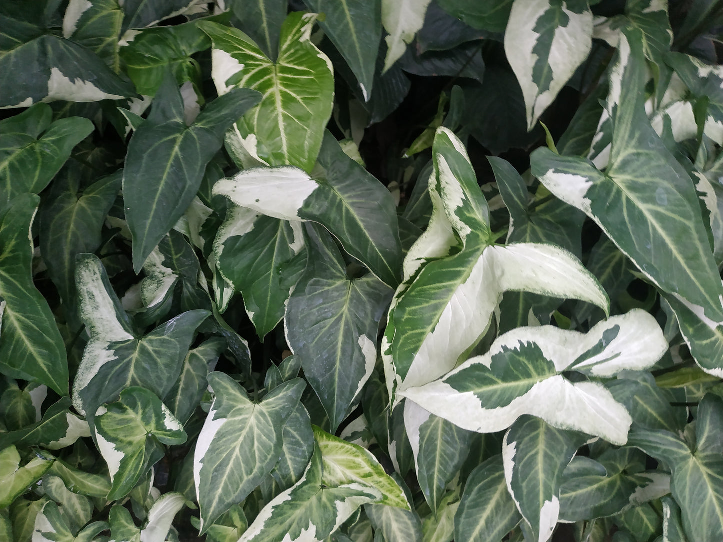 Syngonium Three Kings a. k. a Magic Marble