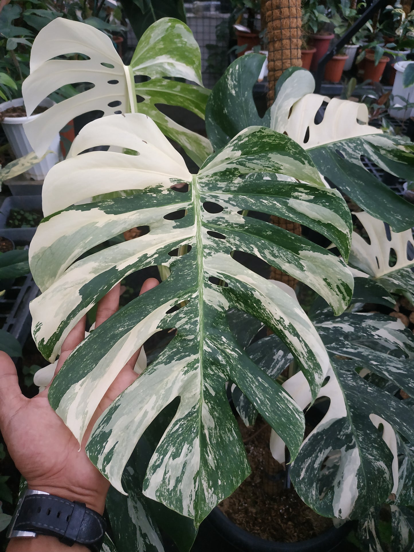 Monstera,monstera deliciosa,monstera deliciosa variegated,rare plant,variegated plant,indoor garden,variegated,foiiage