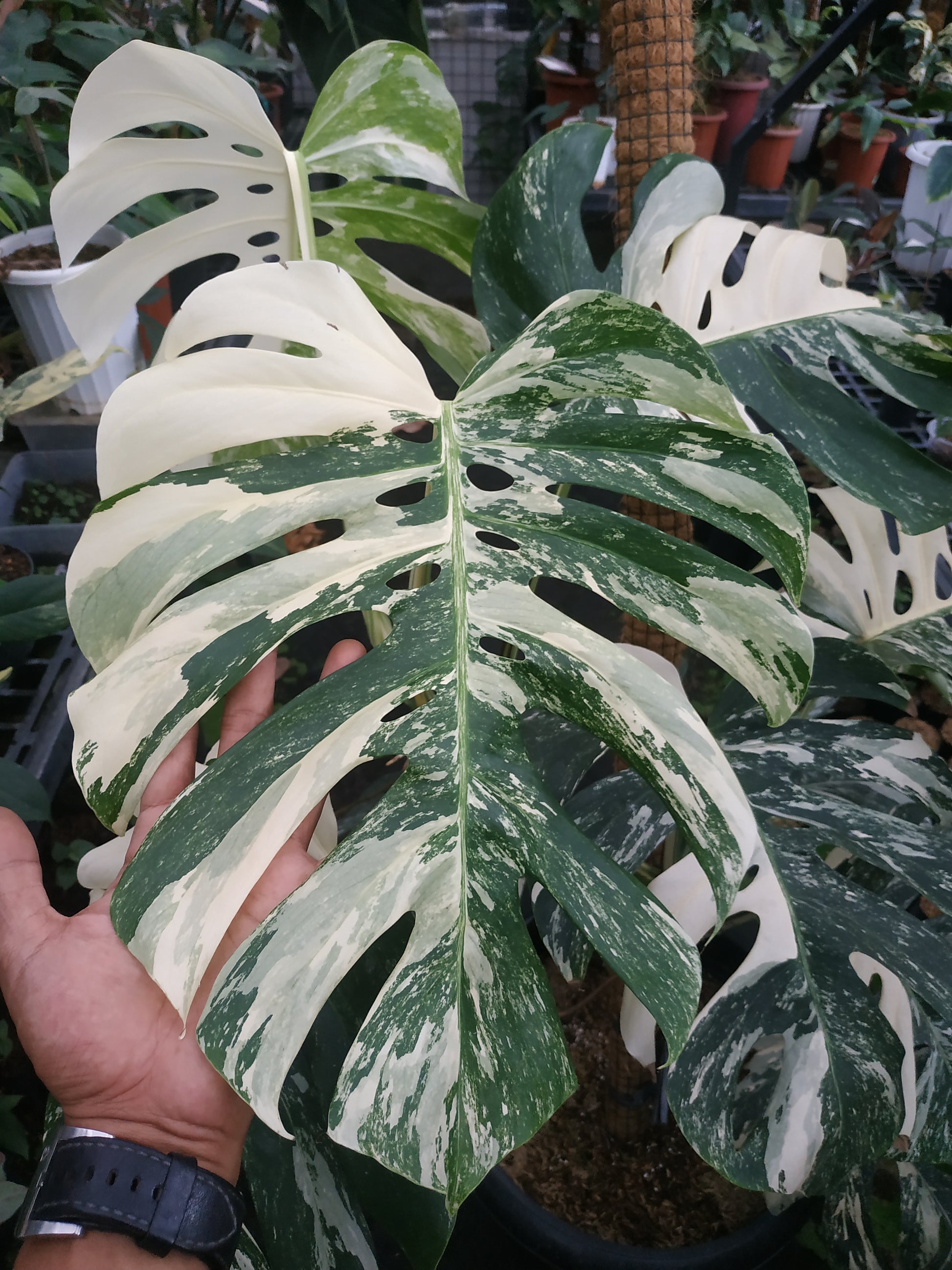 Monstera,monstera deliciosa,monstera deliciosa variegated,rare plant,variegated plant,indoor garden,variegated,foiiage