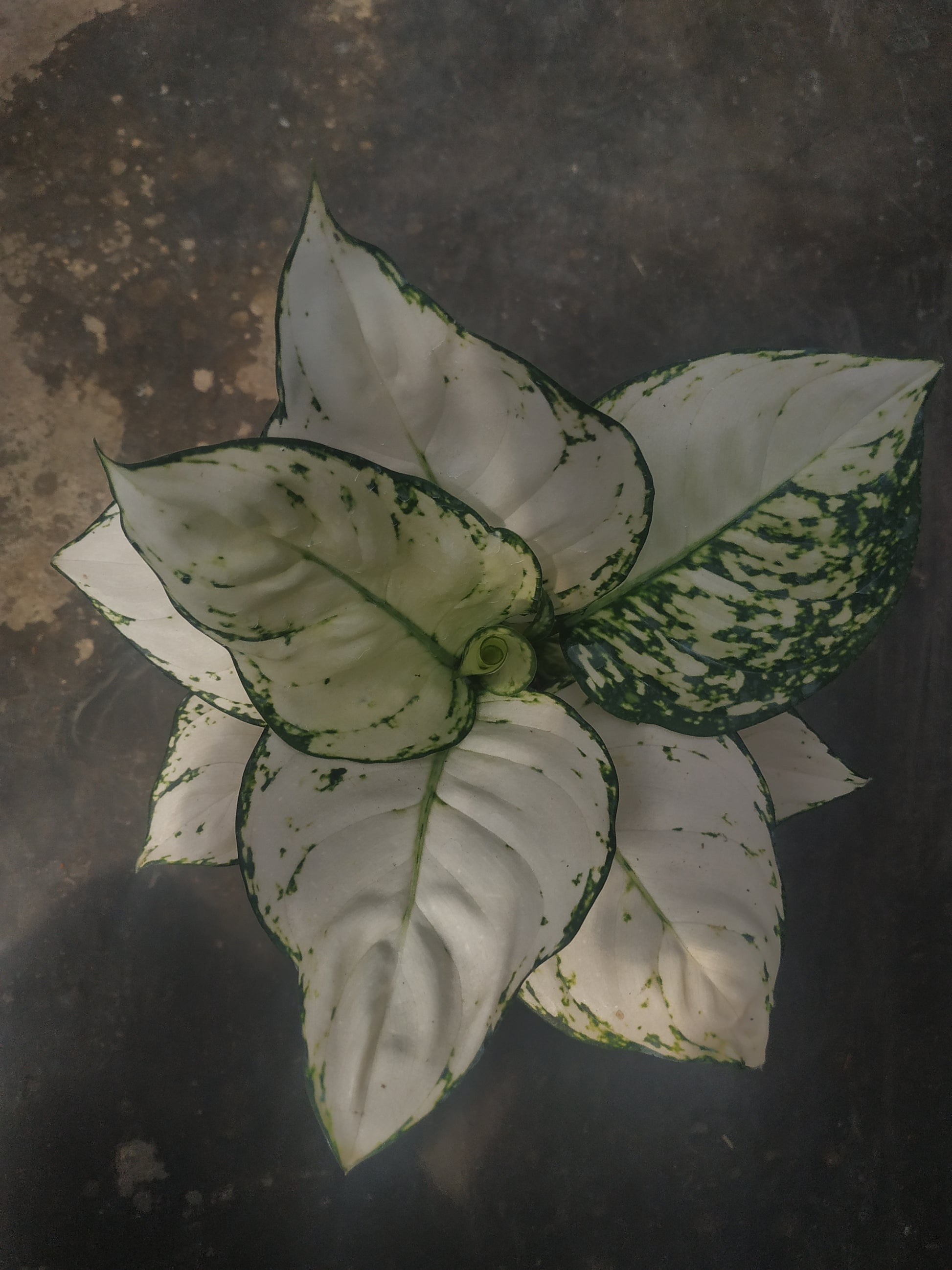 aglaonema, live aglaonema super white, live aglaonema super white plants, rare aglaonema super white, rare aglaonema super white live plants, tropical aglaonema super white live plants, wholesale aglaonema super white, outdoor plant, indoor plants, winter plants, summer plants, spring plants, houseplants, rare aglaonema super white plants, live aglaonema super white rare plants