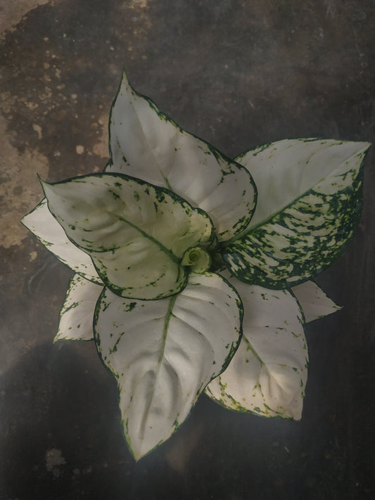 aglaonema, live aglaonema super white, live aglaonema super white plants, rare aglaonema super white, rare aglaonema super white live plants, tropical aglaonema super white live plants, wholesale aglaonema super white, outdoor plant, indoor plants, winter plants, summer plants, spring plants, houseplants, rare aglaonema super white plants, live aglaonema super white rare plants