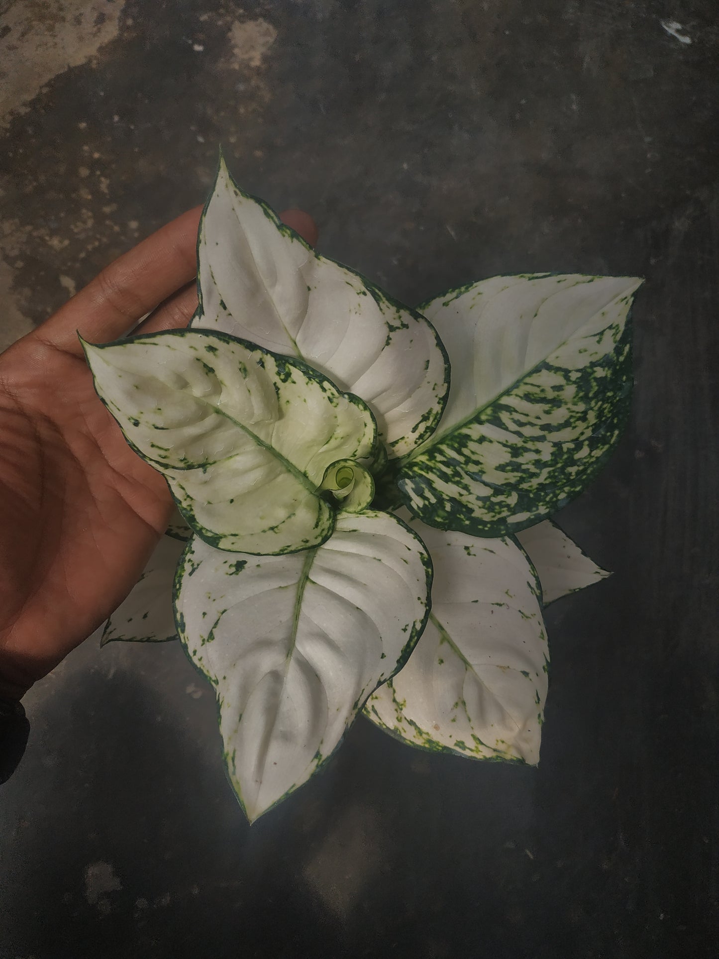 aglaonema, live aglaonema super white, live aglaonema super white plants, rare aglaonema super white, rare aglaonema super white live plants, tropical aglaonema super white live plants, wholesale aglaonema super white, outdoor plant, indoor plants, winter plants, summer plants, spring plants, houseplants, rare aglaonema super white plants, live aglaonema super white rare plants