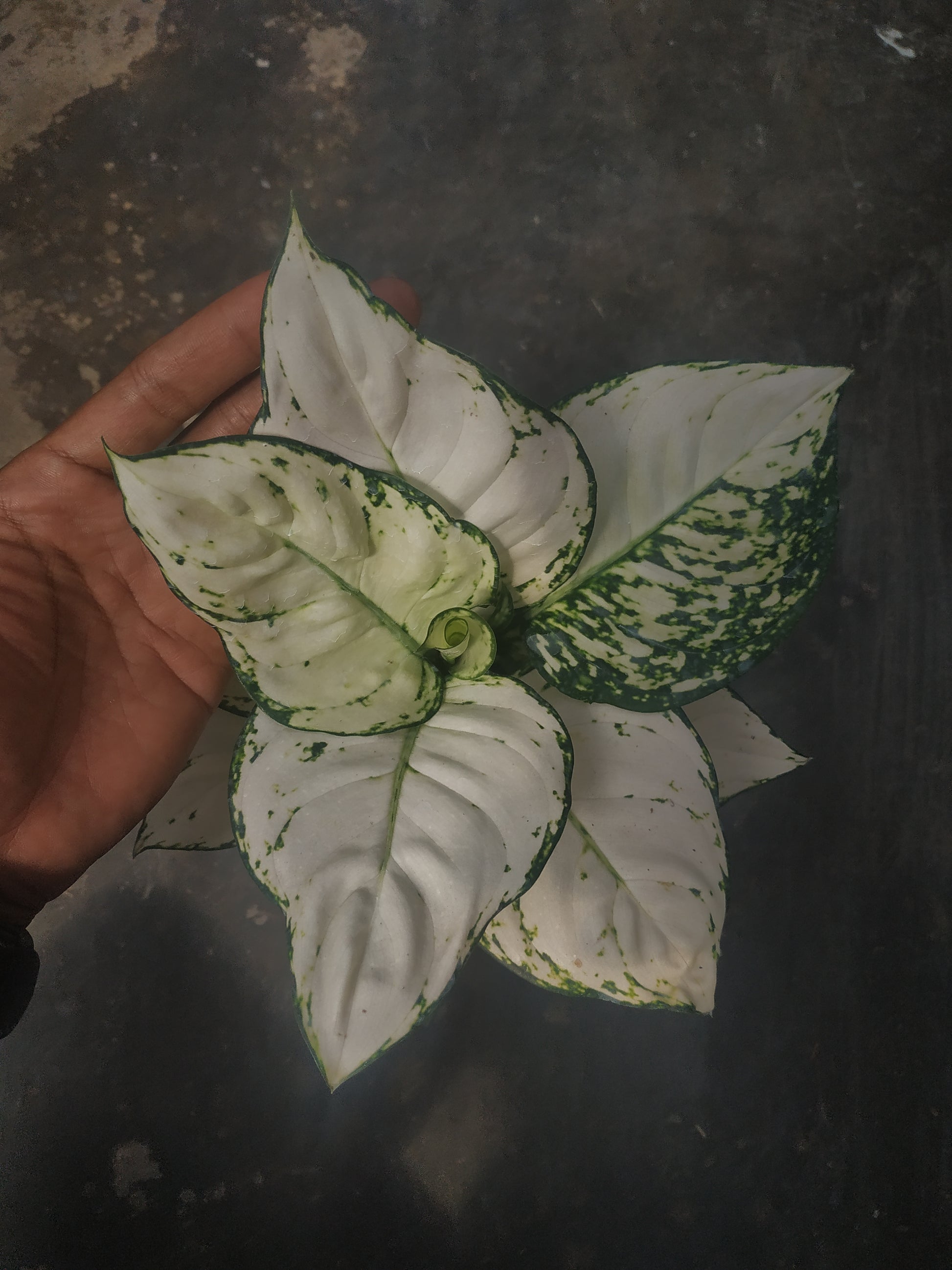 aglaonema, live aglaonema super white, live aglaonema super white plants, rare aglaonema super white, rare aglaonema super white live plants, tropical aglaonema super white live plants, wholesale aglaonema super white, outdoor plant, indoor plants, winter plants, summer plants, spring plants, houseplants, rare aglaonema super white plants, live aglaonema super white rare plants