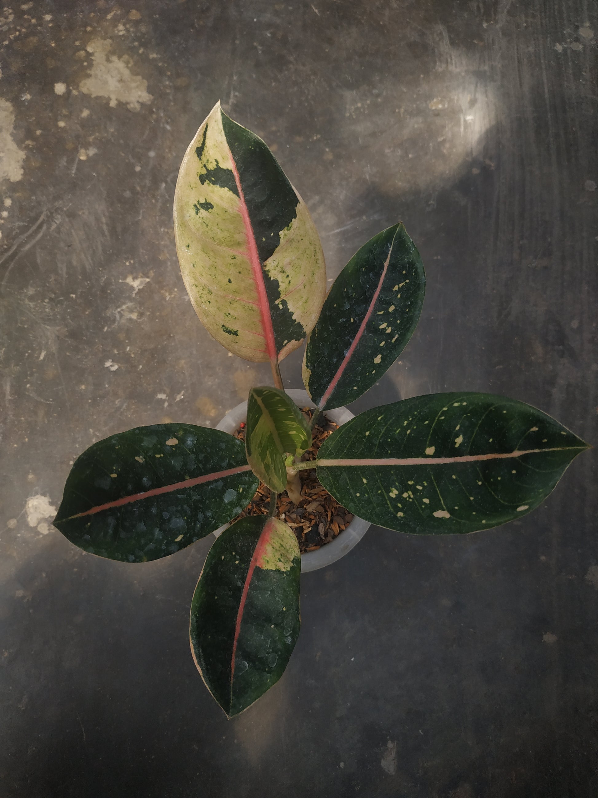 Aglaonema donacarmen variegated, live aglaonema donacarmen variegated, live aglaonema donacarmen variegated plants, rare aglaonema donacarmen variegated, rare aglaonema donacarmen variegated live plants, tropical aglaonema donacarmen variegated live plants, wholesale aglaonema donacarmen variegated, outdoor plant, indoor plants, winter plants, summer plants, spring plants, houseplants, rare aglaonema donacarmen variegated live plants, live aglaonema donacarmen variegated rare plants