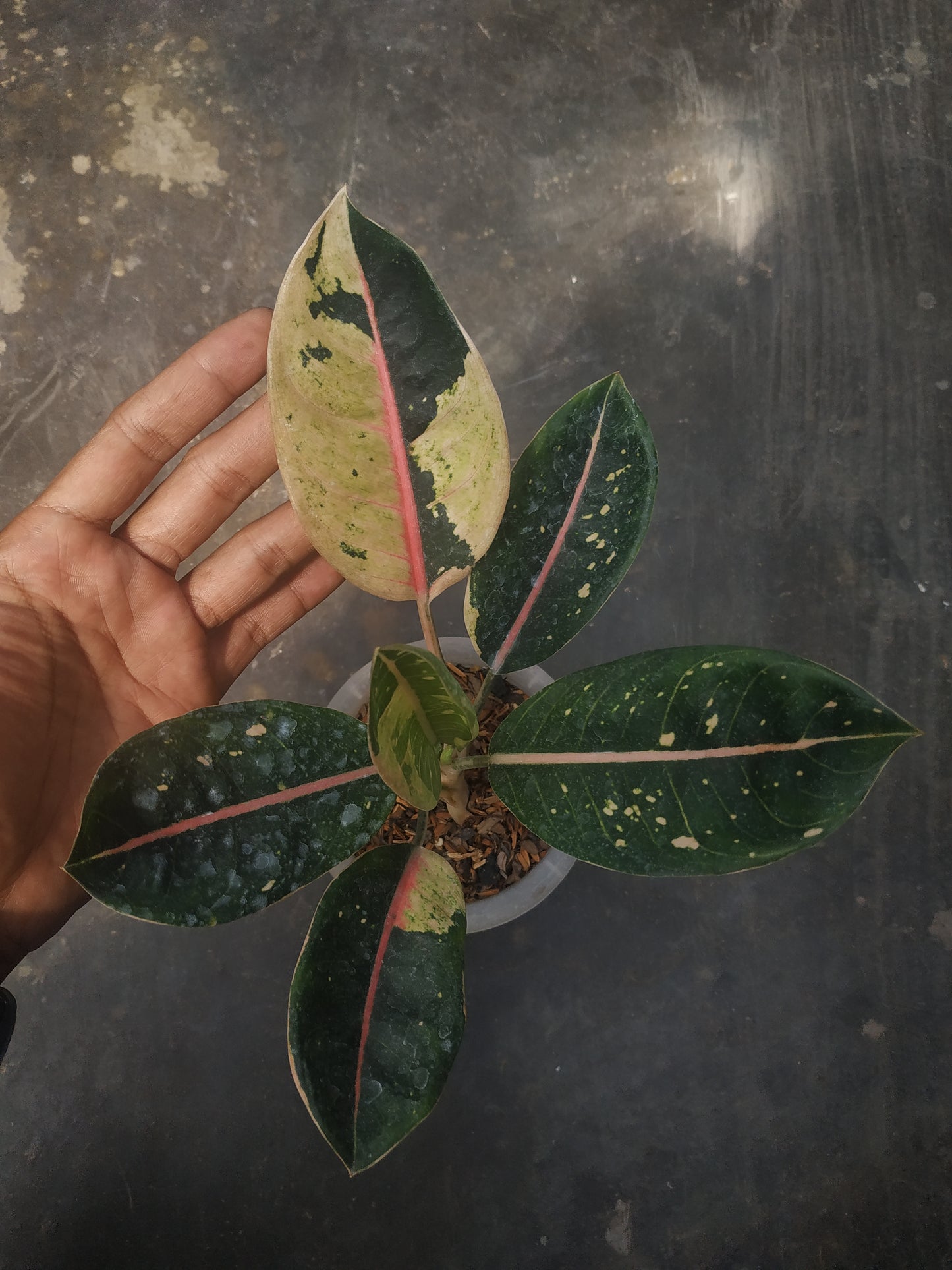 Aglaonema donacarmen variegated, live aglaonema donacarmen variegated, live aglaonema donacarmen variegated plants, rare aglaonema donacarmen variegated, rare aglaonema donacarmen variegated live plants, tropical aglaonema donacarmen variegated live plants, wholesale aglaonema donacarmen variegated, outdoor plant, indoor plants, winter plants, summer plants, spring plants, houseplants, rare aglaonema donacarmen variegated live plants, live aglaonema donacarmen variegated rare plants