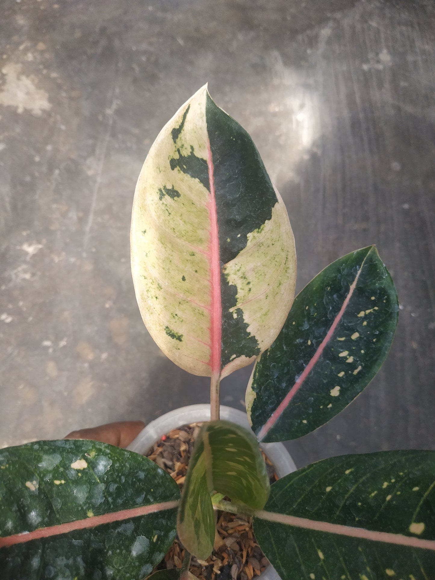 Aglaonema donacarmen variegated, live aglaonema donacarmen variegated, live aglaonema donacarmen variegated plants, rare aglaonema donacarmen variegated, rare aglaonema donacarmen variegated live plants, tropical aglaonema donacarmen variegated live plants, wholesale aglaonema donacarmen variegated, outdoor plant, indoor plants, winter plants, summer plants, spring plants, houseplants, rare aglaonema donacarmen variegated live plants, live aglaonema donacarmen variegated rare plants