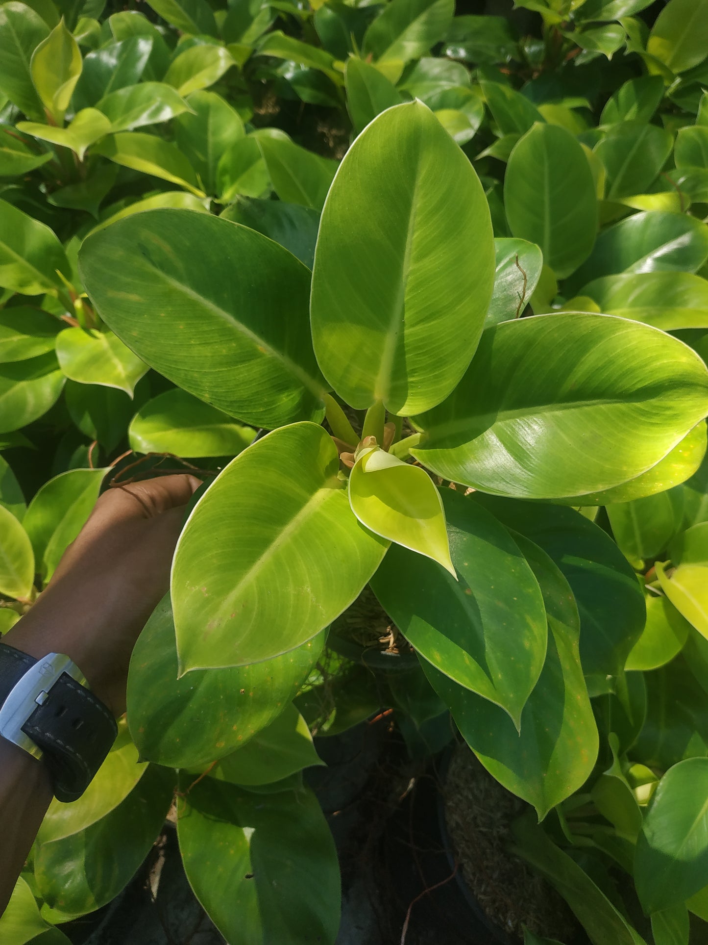 Philodendron Moonlight