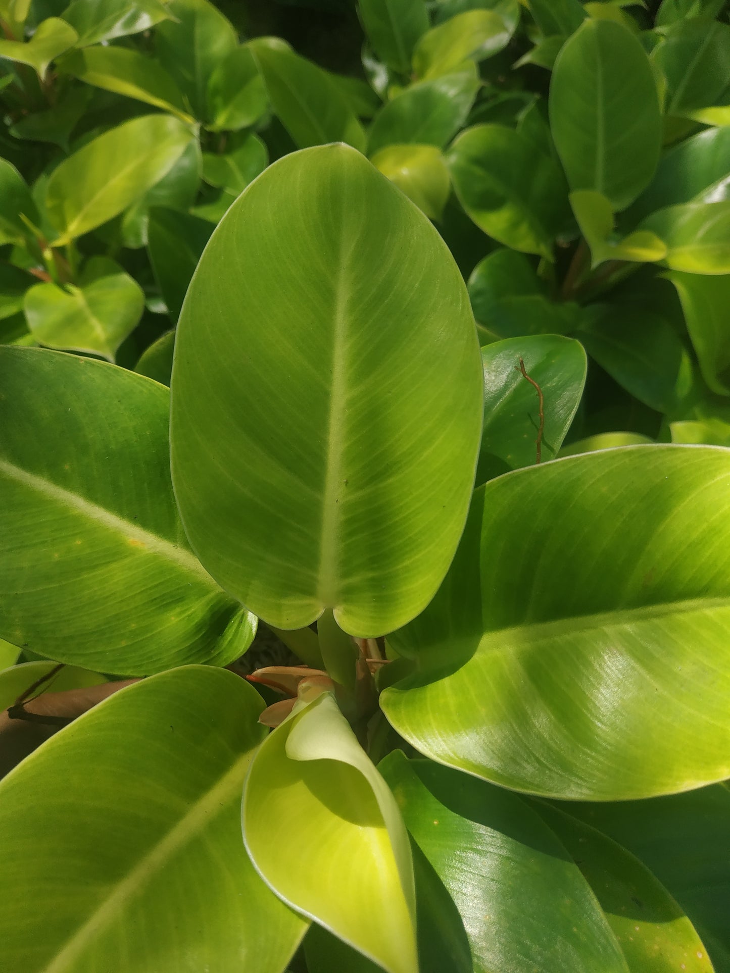 Philodendron Moonlight