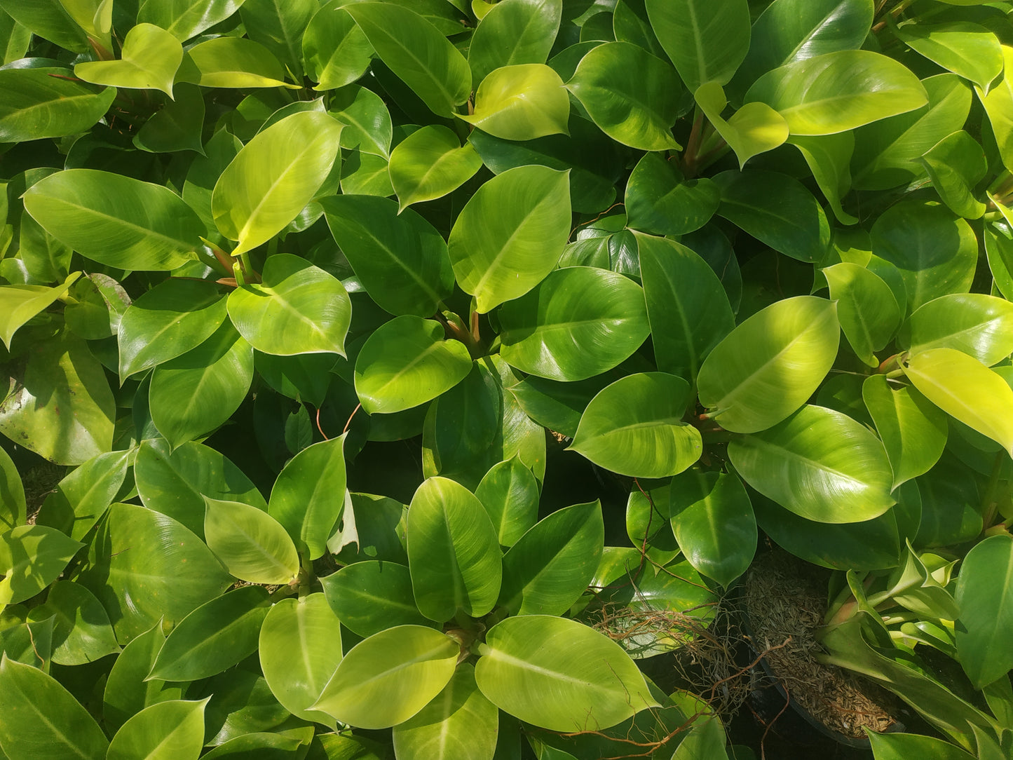 Philodendron Moonlight