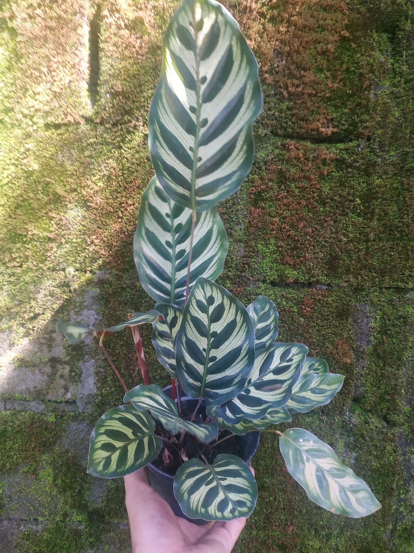 Calathea, calathea makoyana peacock, live calathea makoyana peacock, rare calathea makoyana peacock, rare calathea makoyana peacock plants, tropical calathea makoyana peacock live plants, wholesale calathea makoyana peacock, outdoor plant, indoor plants, winter plants, summer plants, spring plants, houseplants, rare calathea makoyana peacock plants, live calathea makoyana peacock rare plants