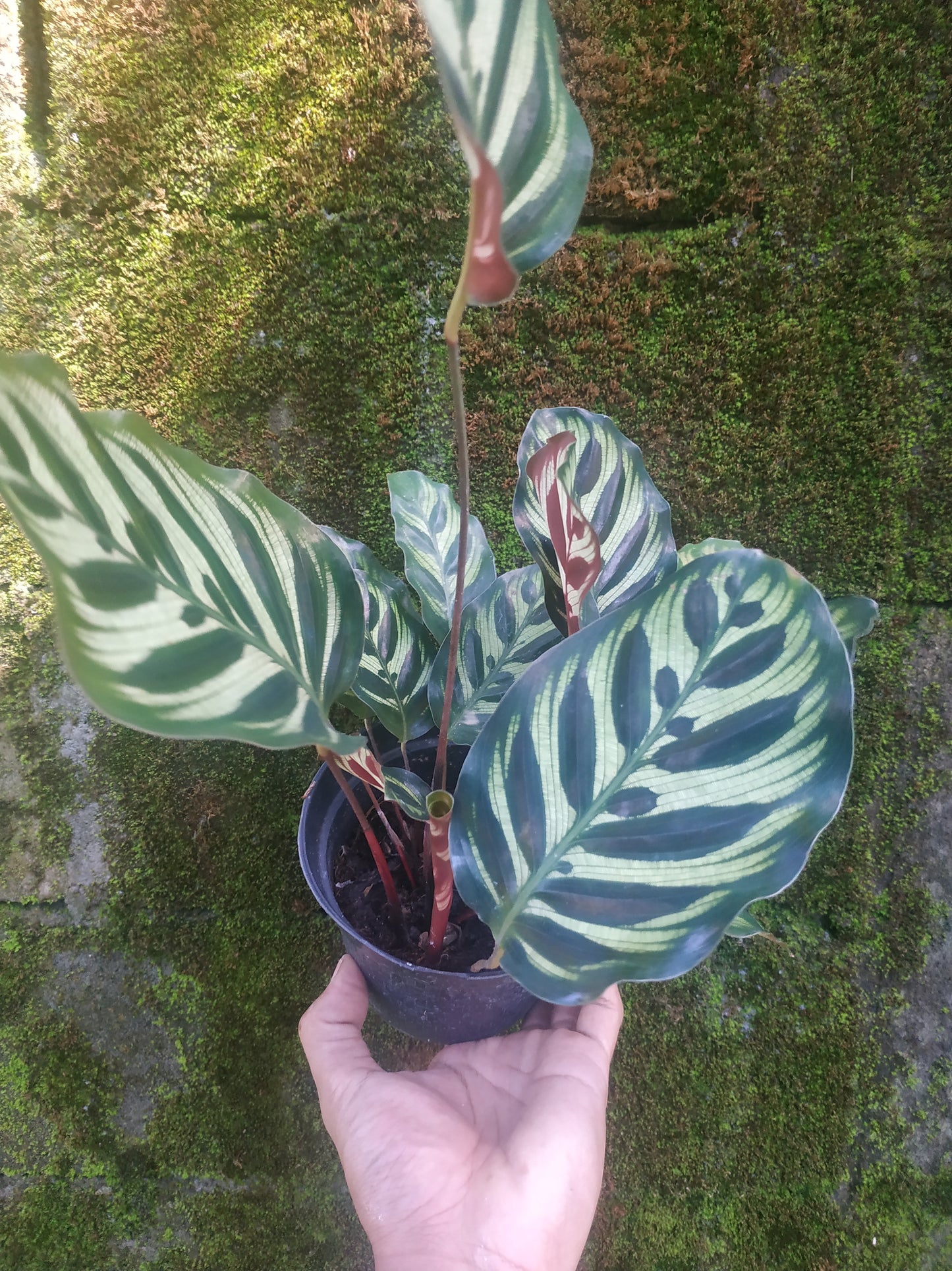 Calathea, calathea makoyana peacock, live calathea makoyana peacock, rare calathea makoyana peacock, rare calathea makoyana peacock plants, tropical calathea makoyana peacock live plants, wholesale calathea makoyana peacock, outdoor plant, indoor plants, winter plants, summer plants, spring plants, houseplants, rare calathea makoyana peacock plants, live calathea makoyana peacock rare plants