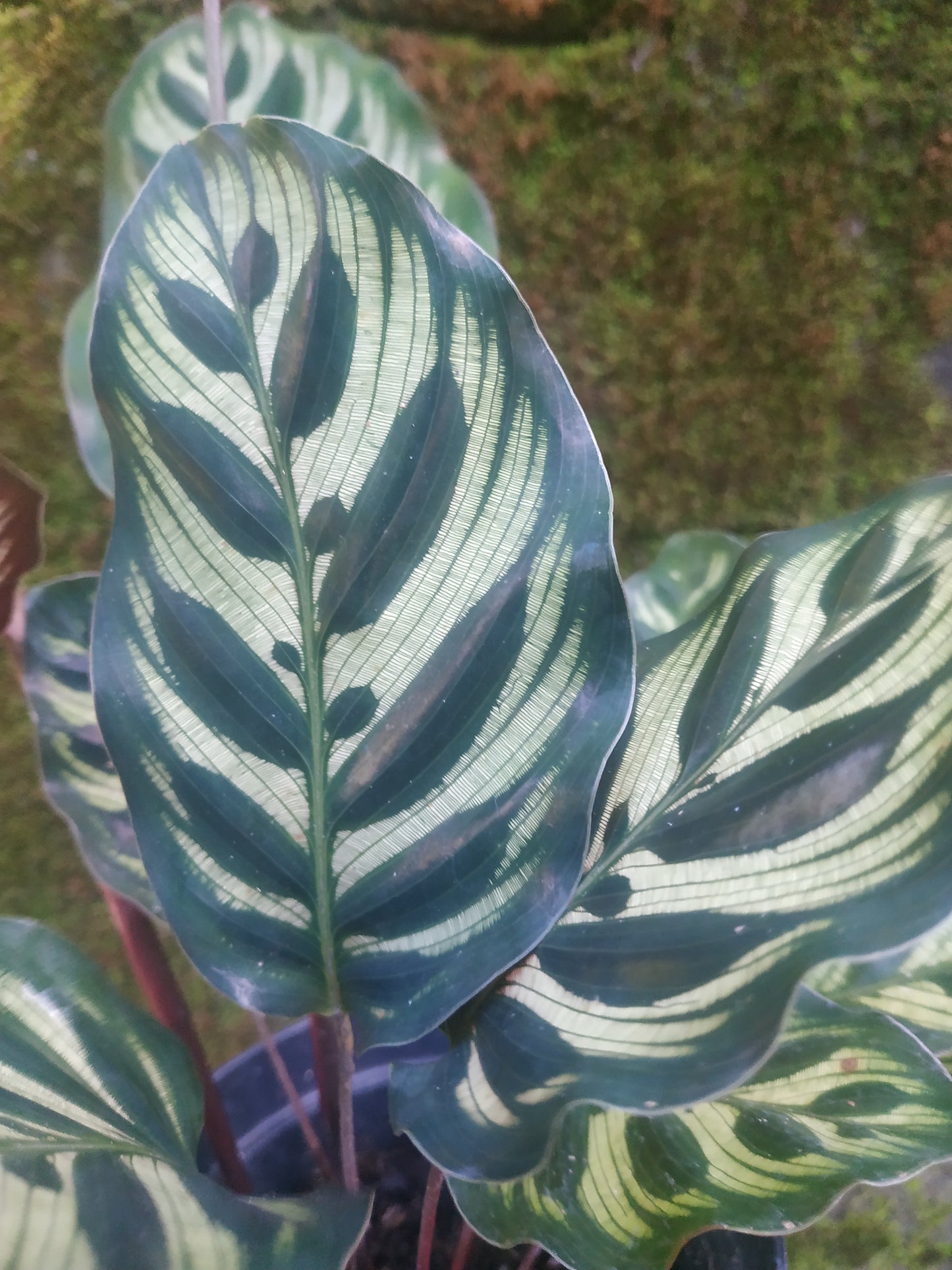 Calathea, calathea makoyana peacock, live calathea makoyana peacock, rare calathea makoyana peacock, rare calathea makoyana peacock plants, tropical calathea makoyana peacock live plants, wholesale calathea makoyana peacock, outdoor plant, indoor plants, winter plants, summer plants, spring plants, houseplants, rare calathea makoyana peacock plants, live calathea makoyana peacock rare plants