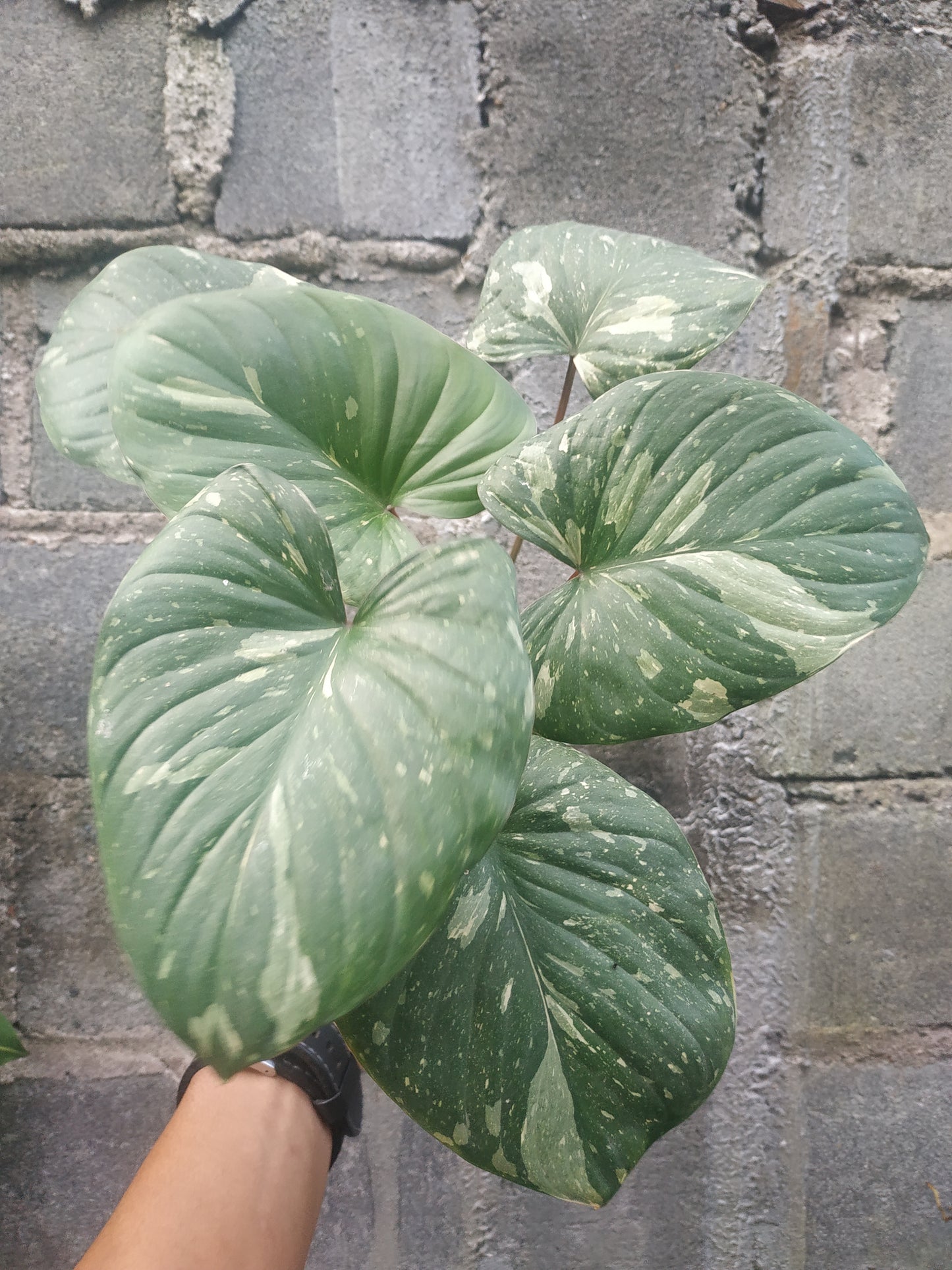Homalomena rubescens stardust, live Homalomena rubescens stardust, live Homalomena rubescens stardust plants, rare Homalomena rubescens stardust, rare Homalomena rubescens stardust, live plants Homalomena rubescens stardust, tropical Homalomena rubescens stardust live plants, wholesale Homalomena rubescens stardust, outdoor plant, indoor plants, winter plants, summer plants, spring plants, houseplants, rare Homalomena rubescens stardust live plants, live Homalomena rubescens stardust plants