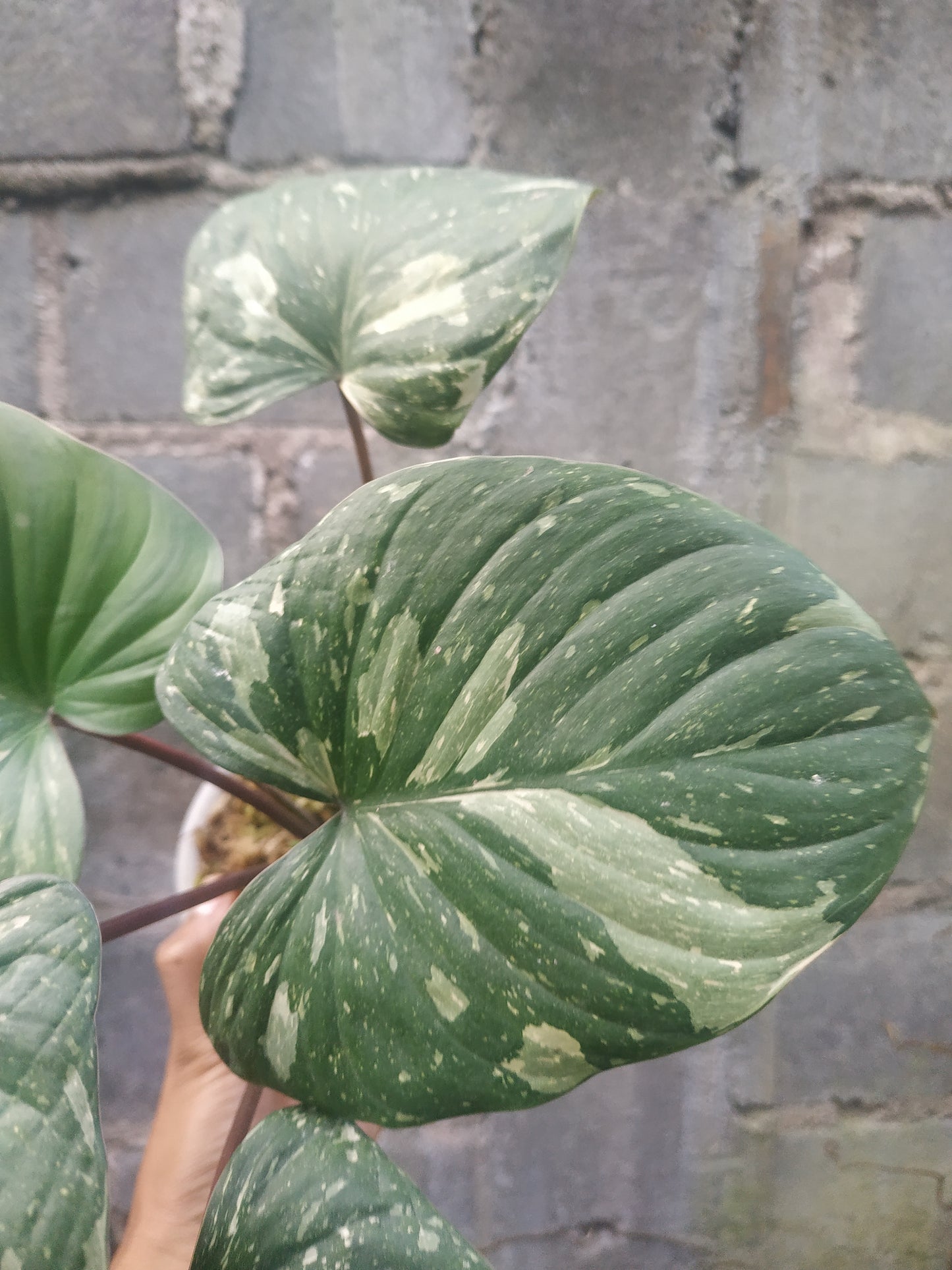 Homalomena rubescens stardust, live Homalomena rubescens stardust, live Homalomena rubescens stardust plants, rare Homalomena rubescens stardust, rare Homalomena rubescens stardust, live plants Homalomena rubescens stardust, tropical Homalomena rubescens stardust live plants, wholesale Homalomena rubescens stardust, outdoor plant, indoor plants, winter plants, summer plants, spring plants, houseplants, rare Homalomena rubescens stardust live plants, live Homalomena rubescens stardust plants