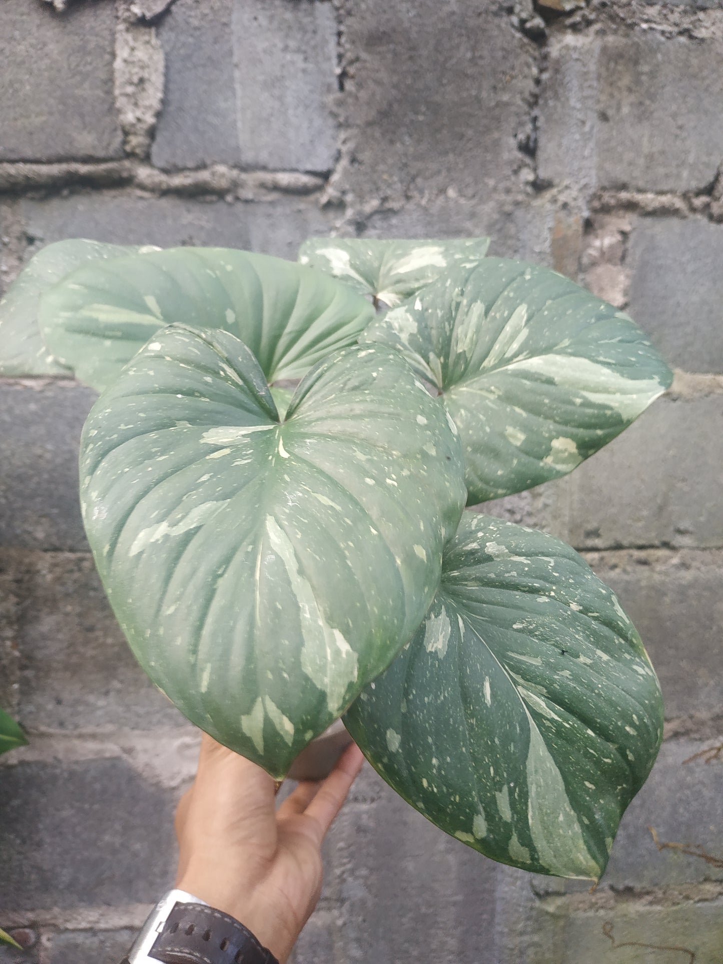 Homalomena rubescens stardust, live Homalomena rubescens stardust, live Homalomena rubescens stardust plants, rare Homalomena rubescens stardust, rare Homalomena rubescens stardust, live plants Homalomena rubescens stardust, tropical Homalomena rubescens stardust live plants, wholesale Homalomena rubescens stardust, outdoor plant, indoor plants, winter plants, summer plants, spring plants, houseplants, rare Homalomena rubescens stardust live plants, live Homalomena rubescens stardust plants
