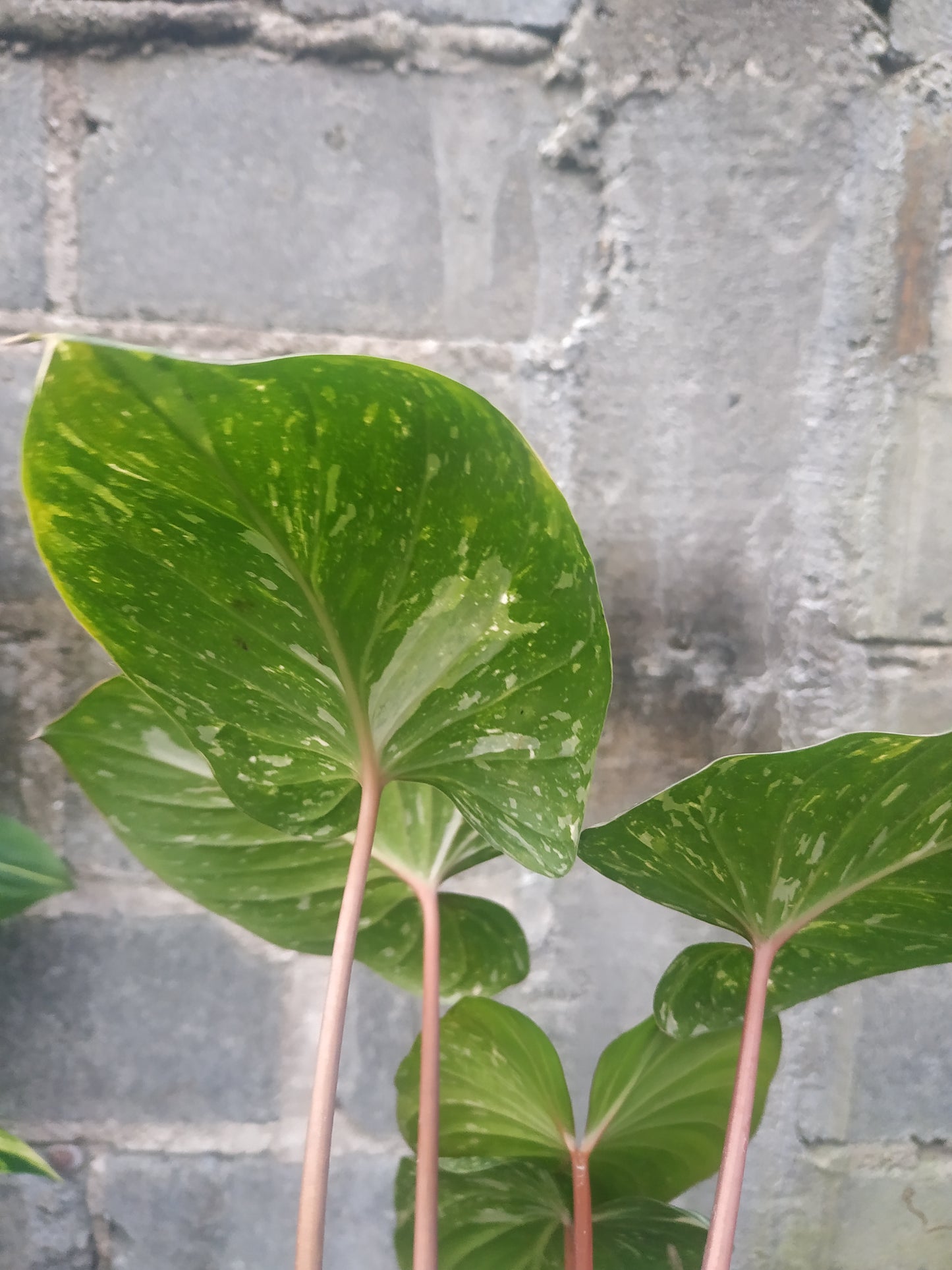 Homalomena rubescens stardust, live Homalomena rubescens stardust, live Homalomena rubescens stardust plants, rare Homalomena rubescens stardust, rare Homalomena rubescens stardust, live plants Homalomena rubescens stardust, tropical Homalomena rubescens stardust live plants, wholesale Homalomena rubescens stardust, outdoor plant, indoor plants, winter plants, summer plants, spring plants, houseplants, rare Homalomena rubescens stardust live plants, live Homalomena rubescens stardust plants