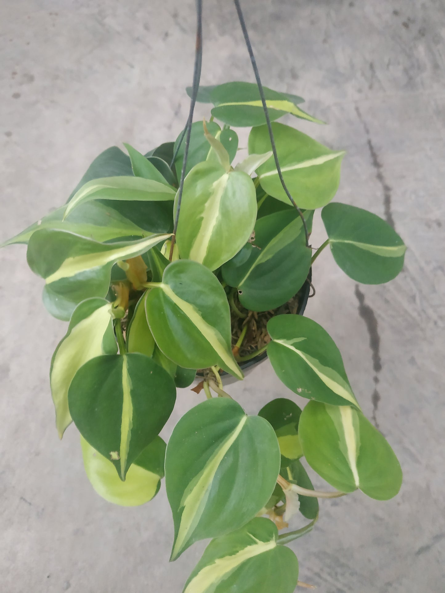 Philodendron Brasil