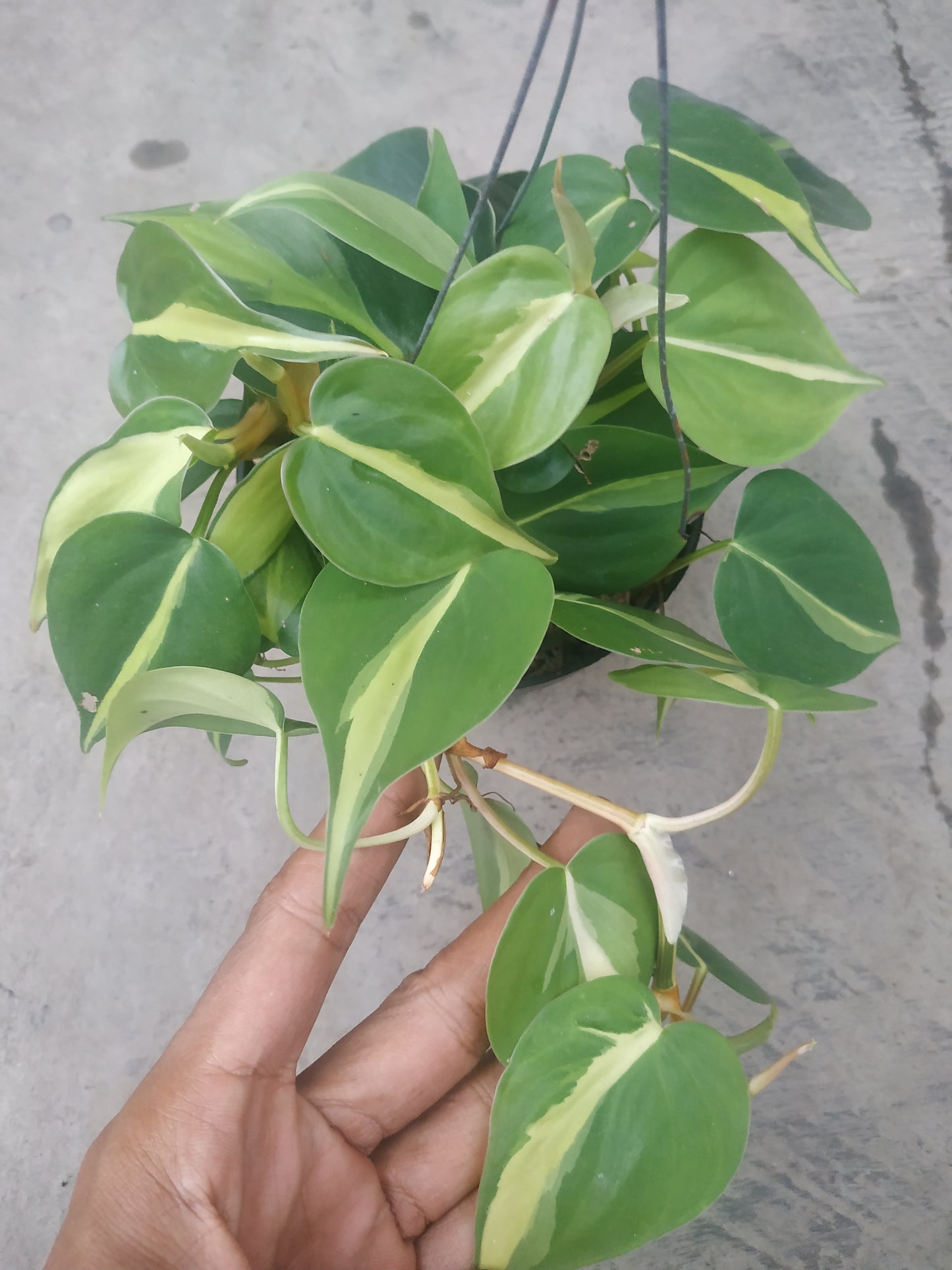 Philodendron Brasil