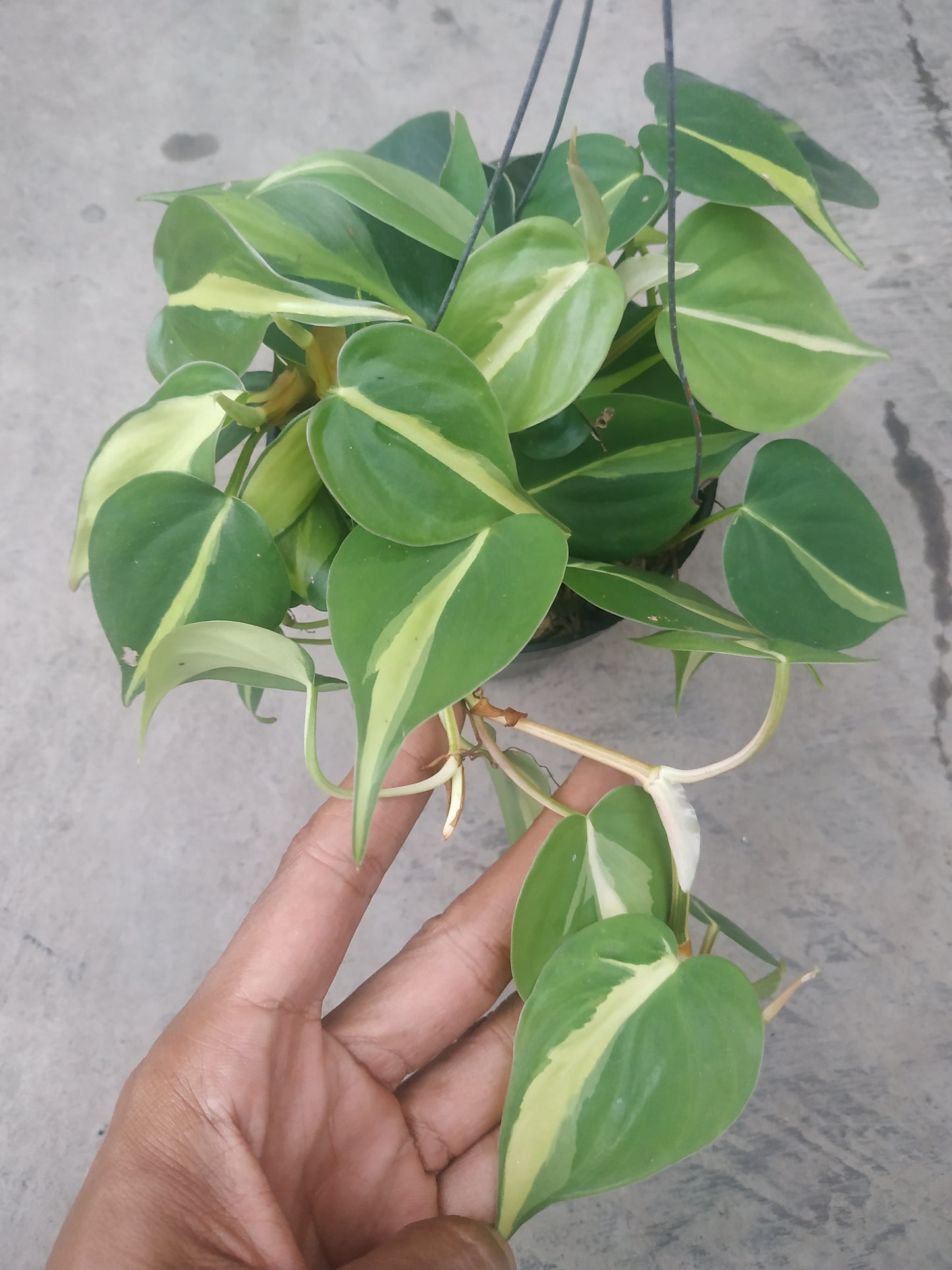 Philodendron Brasil