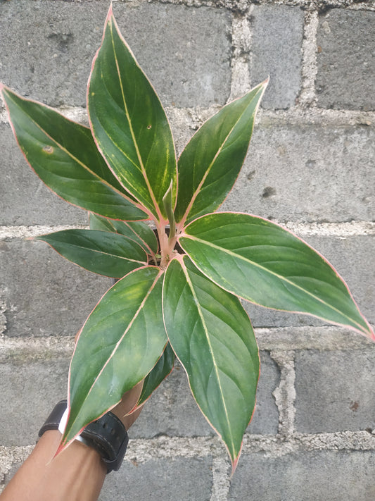 Aglaonema pink lipstic, live aglaonema pink lipstic, live aglaonema pink lipstic plants, rare aglaonema pink lipstic, rare aglaonema pink lipstic live plants, tropical aglaonema pink lipstic live plants, wholesale aglaonema pink lipstic, outdoor plant, indoor plants, winter plants, summer plants, spring plants, houseplants, rare aglaonema pink lipstic live plants, live aglaonema pink lipstic rare plants