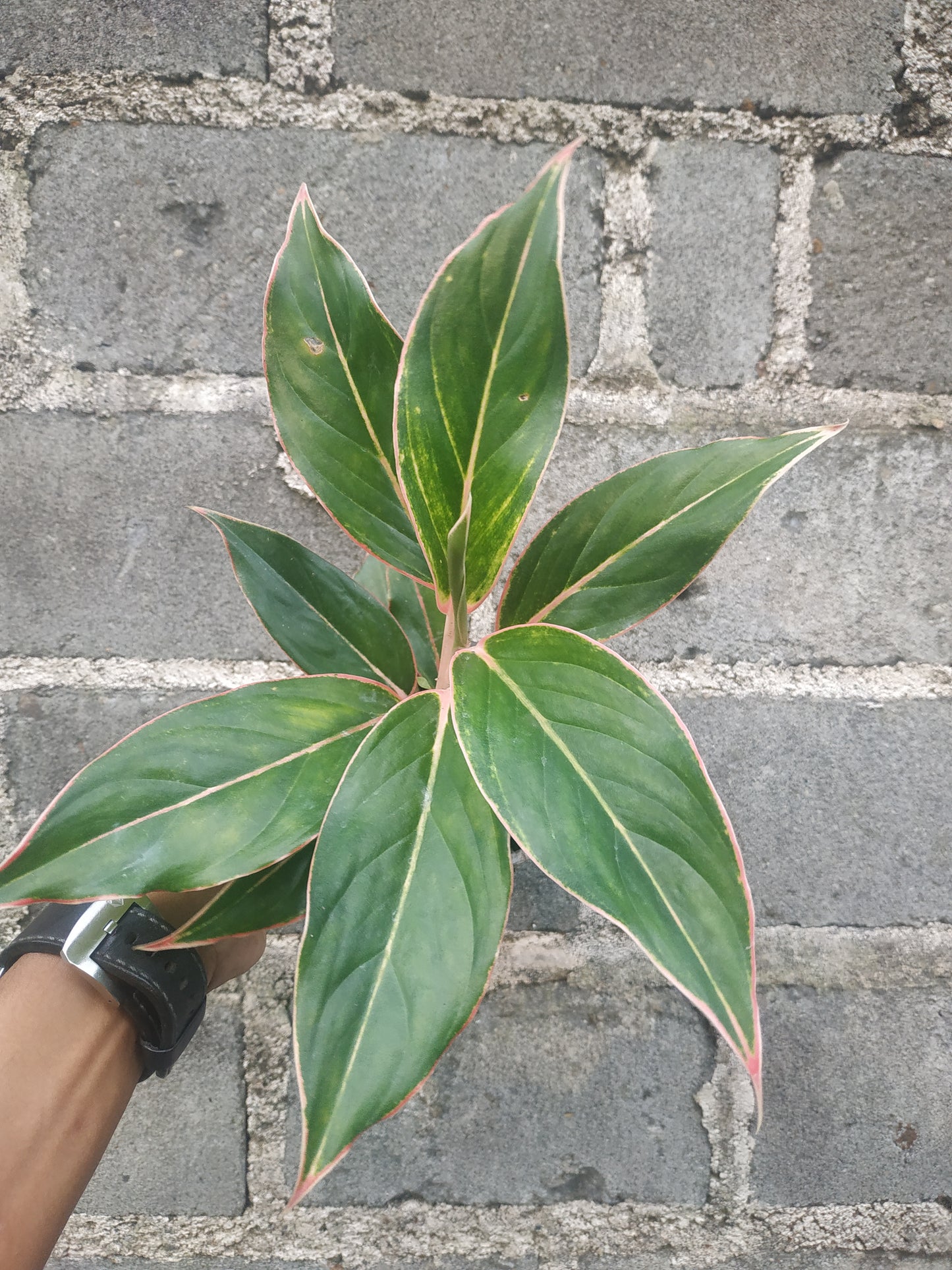 Aglaonema pink lipstic, live aglaonema pink lipstic, live aglaonema pink lipstic plants, rare aglaonema pink lipstic, rare aglaonema pink lipstic live plants, tropical aglaonema pink lipstic live plants, wholesale aglaonema pink lipstic, outdoor plant, indoor plants, winter plants, summer plants, spring plants, houseplants, rare aglaonema pink lipstic live plants, live aglaonema pink lipstic rare plants