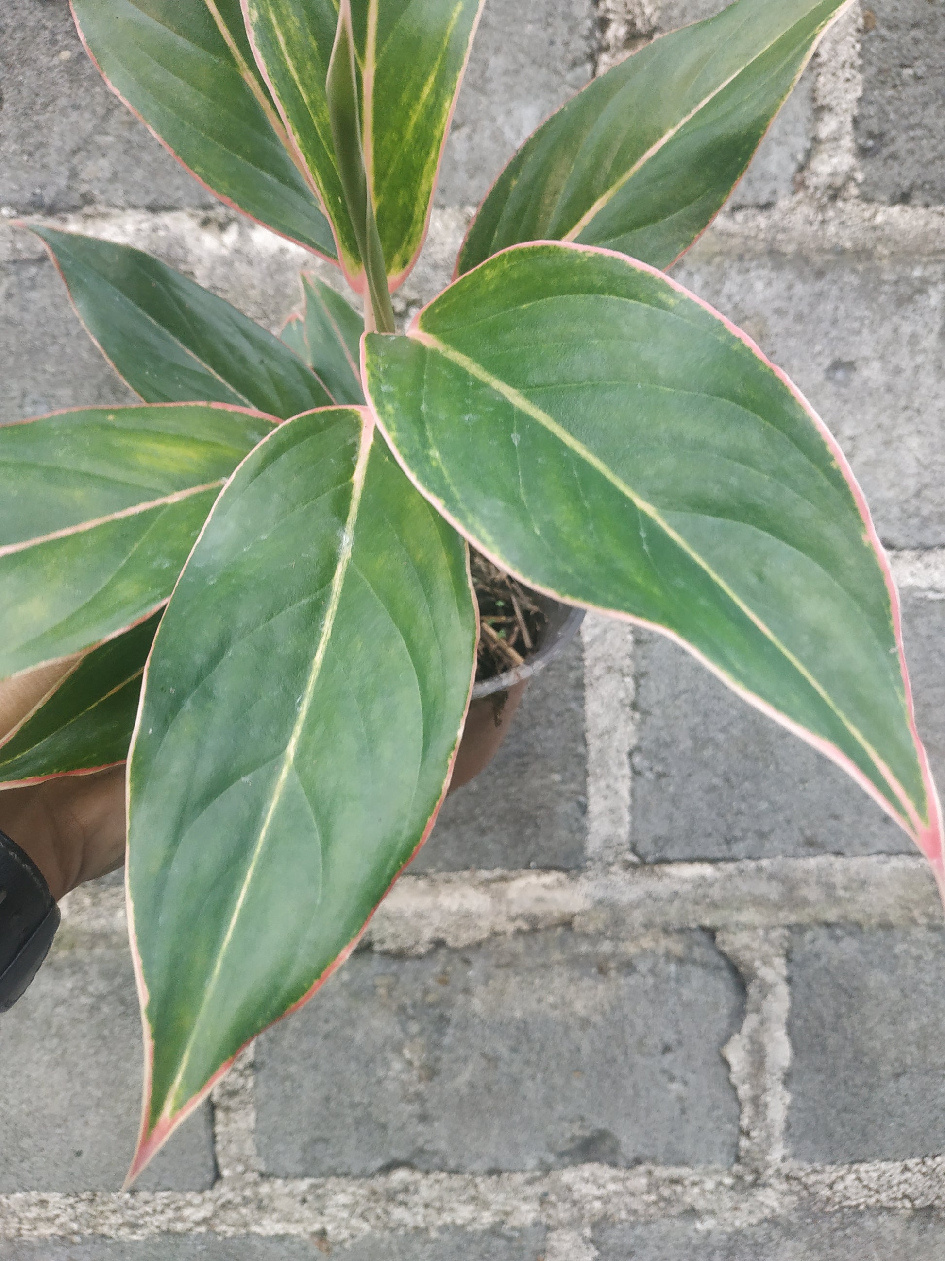 Aglaonema pink lipstic, live aglaonema pink lipstic, live aglaonema pink lipstic plants, rare aglaonema pink lipstic, rare aglaonema pink lipstic live plants, tropical aglaonema pink lipstic live plants, wholesale aglaonema pink lipstic, outdoor plant, indoor plants, winter plants, summer plants, spring plants, houseplants, rare aglaonema pink lipstic live plants, live aglaonema pink lipstic rare plants