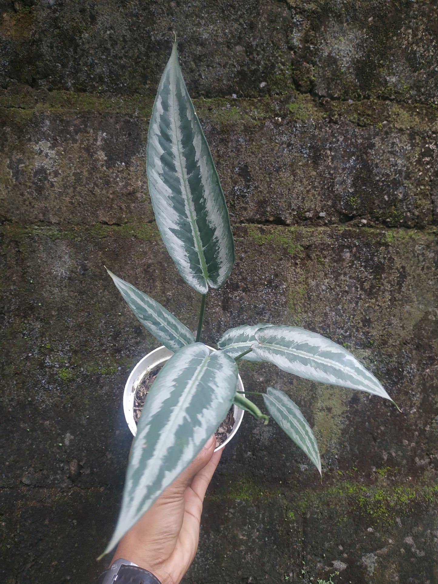Schismatoglottis Hainanensis