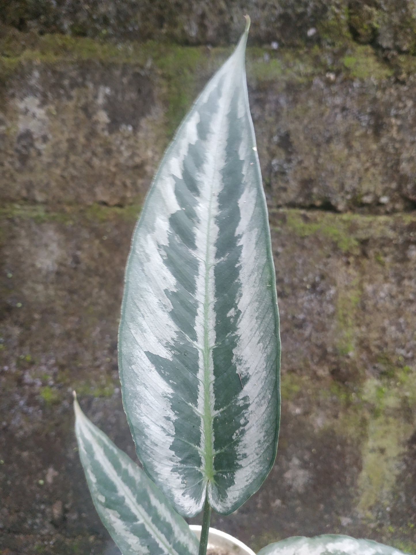 Schismatoglottis Hainanensis
