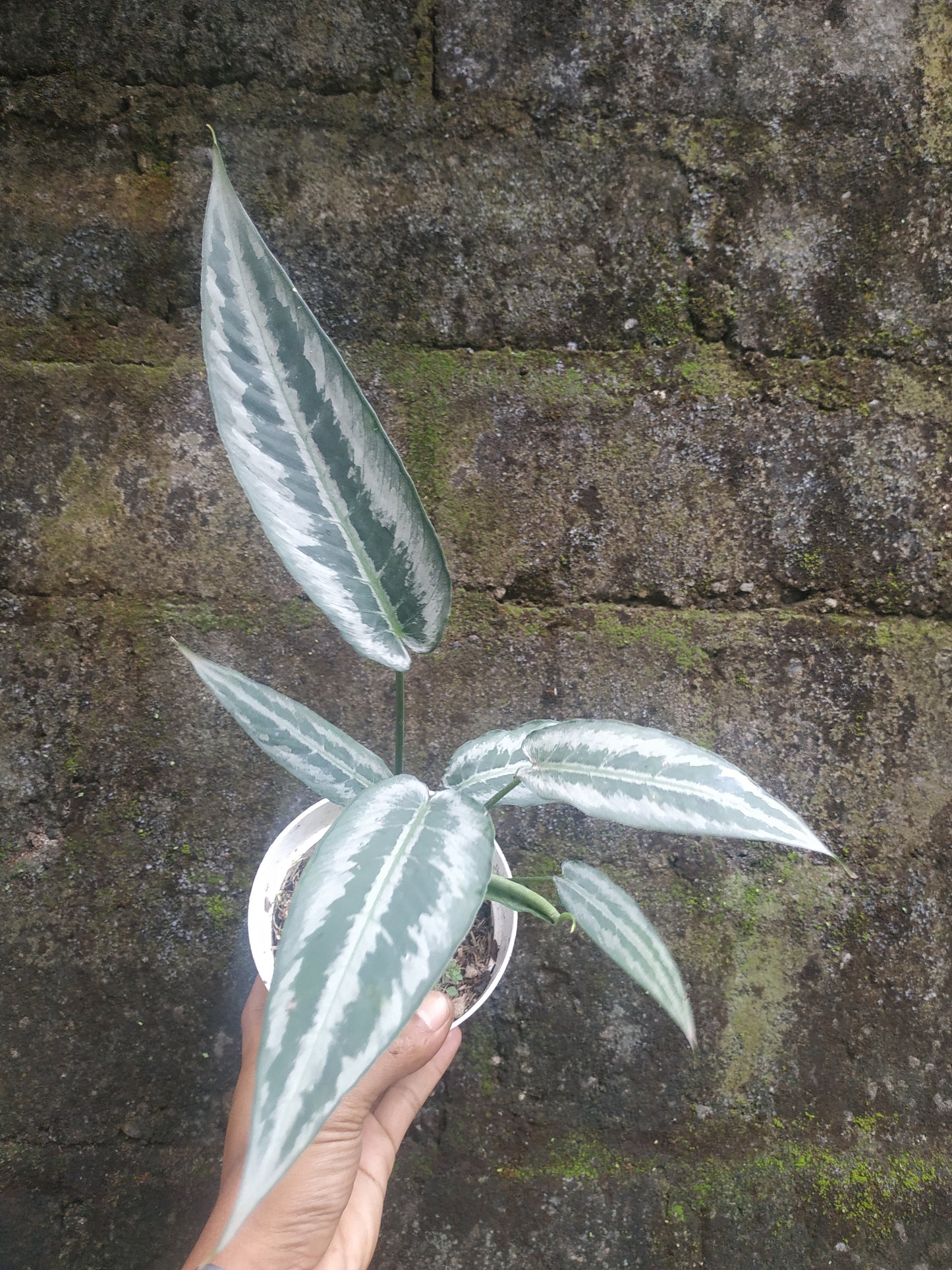 Schismatoglottis Hainanensis