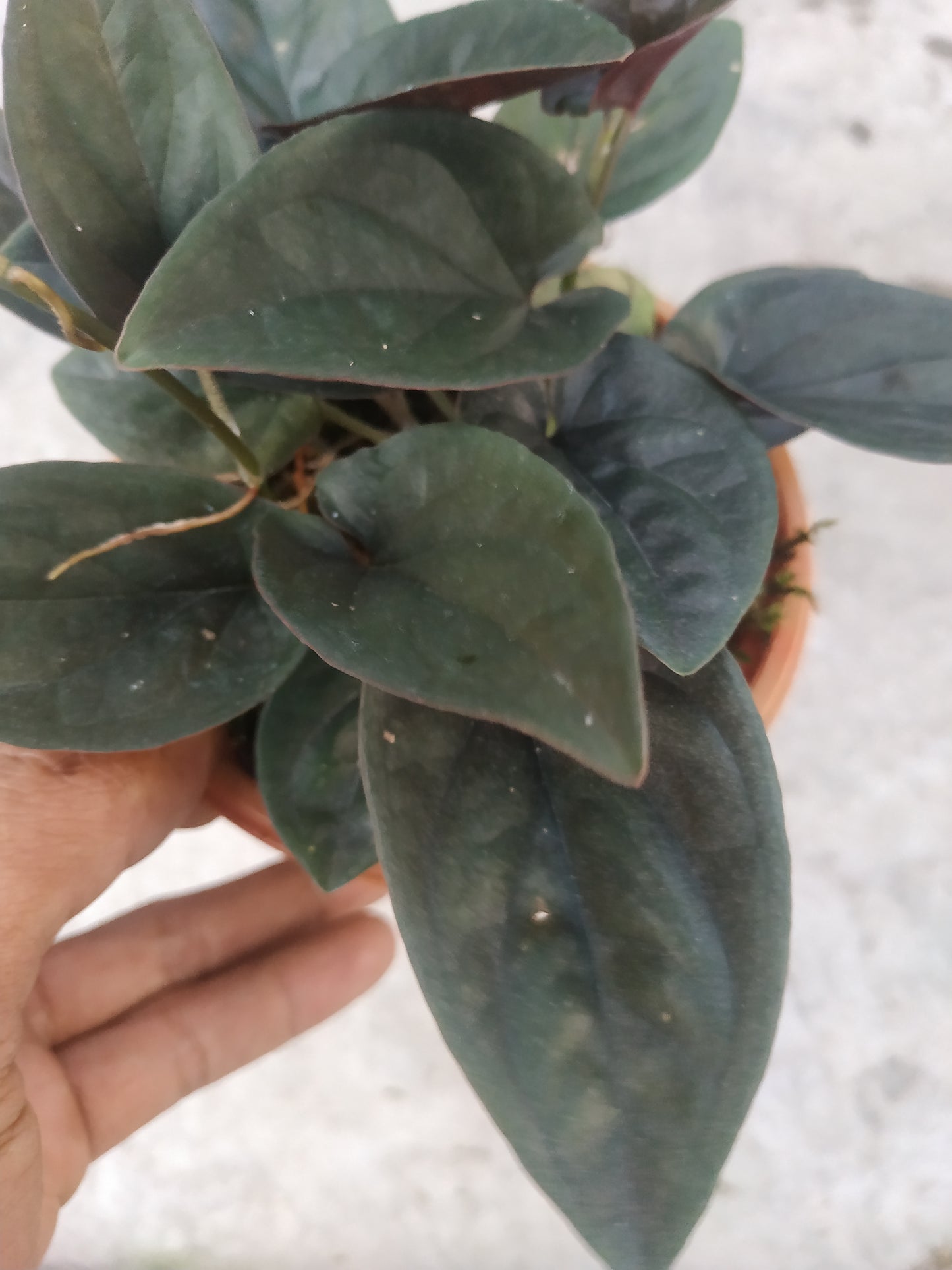 Syngonium Erythrophyllum Red Arrow