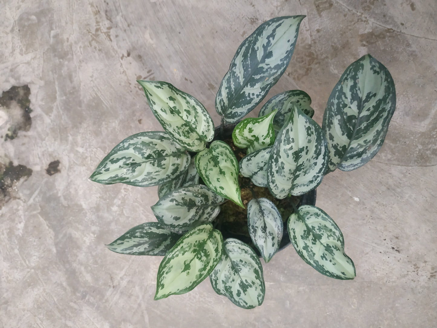 Aglaonema green compacta, live aglaonema green compacta, live aglaonema green compacta plants, rare aglaonema green compacta, rare aglaonema green compacta live plants, tropical aglaonema green compacta live plants, wholesale aglaonema green compacta, outdoor plant, indoor plants, winter plants, summer plants, spring plants, houseplants, rare aglaonema green compacta live plants, live aglaonema green compacta rare plants