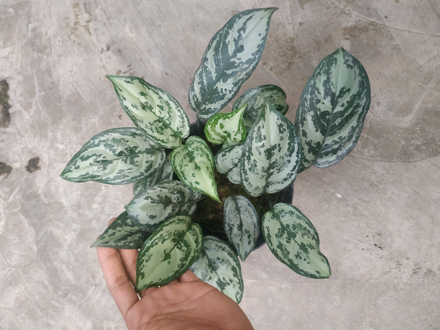 Aglaonema green compacta, live aglaonema green compacta, live aglaonema green compacta plants, rare aglaonema green compacta, rare aglaonema green compacta live plants, tropical aglaonema green compacta live plants, wholesale aglaonema green compacta, outdoor plant, indoor plants, winter plants, summer plants, spring plants, houseplants, rare aglaonema green compacta live plants, live aglaonema green compacta rare plants