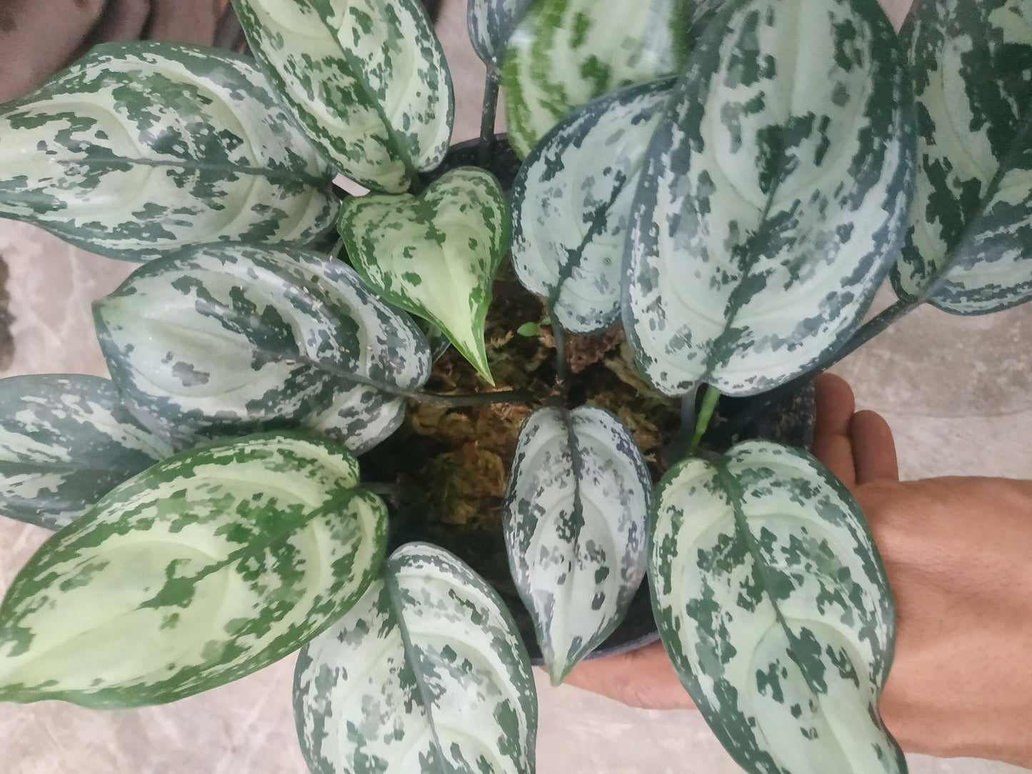 Aglaonema green compacta, live aglaonema green compacta, live aglaonema green compacta plants, rare aglaonema green compacta, rare aglaonema green compacta live plants, tropical aglaonema green compacta live plants, wholesale aglaonema green compacta, outdoor plant, indoor plants, winter plants, summer plants, spring plants, houseplants, rare aglaonema green compacta live plants, live aglaonema green compacta rare plants