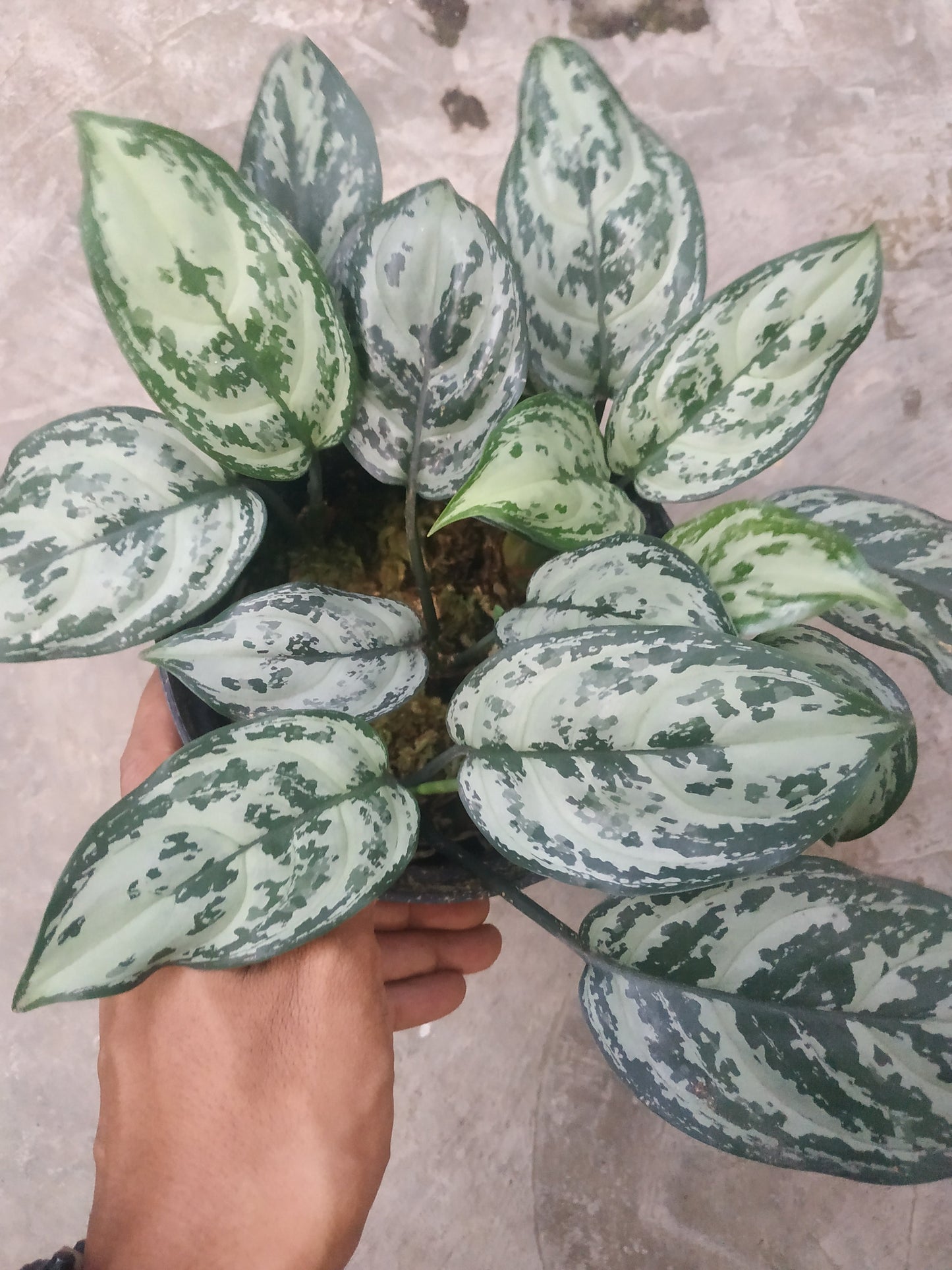 Aglaonema green compacta, live aglaonema green compacta, live aglaonema green compacta plants, rare aglaonema green compacta, rare aglaonema green compacta live plants, tropical aglaonema green compacta live plants, wholesale aglaonema green compacta, outdoor plant, indoor plants, winter plants, summer plants, spring plants, houseplants, rare aglaonema green compacta live plants, live aglaonema green compacta rare plants