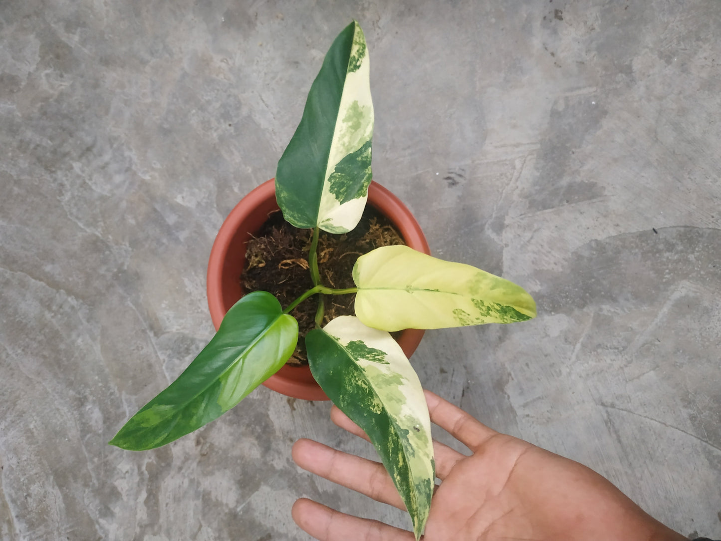 Philodendron Domesticum Variegated