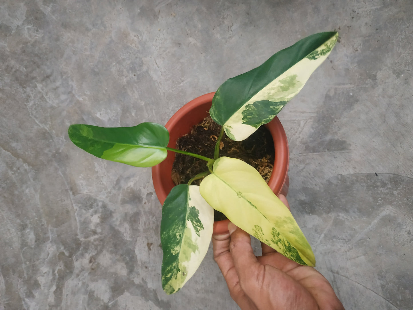 Philodendron Domesticum Variegated