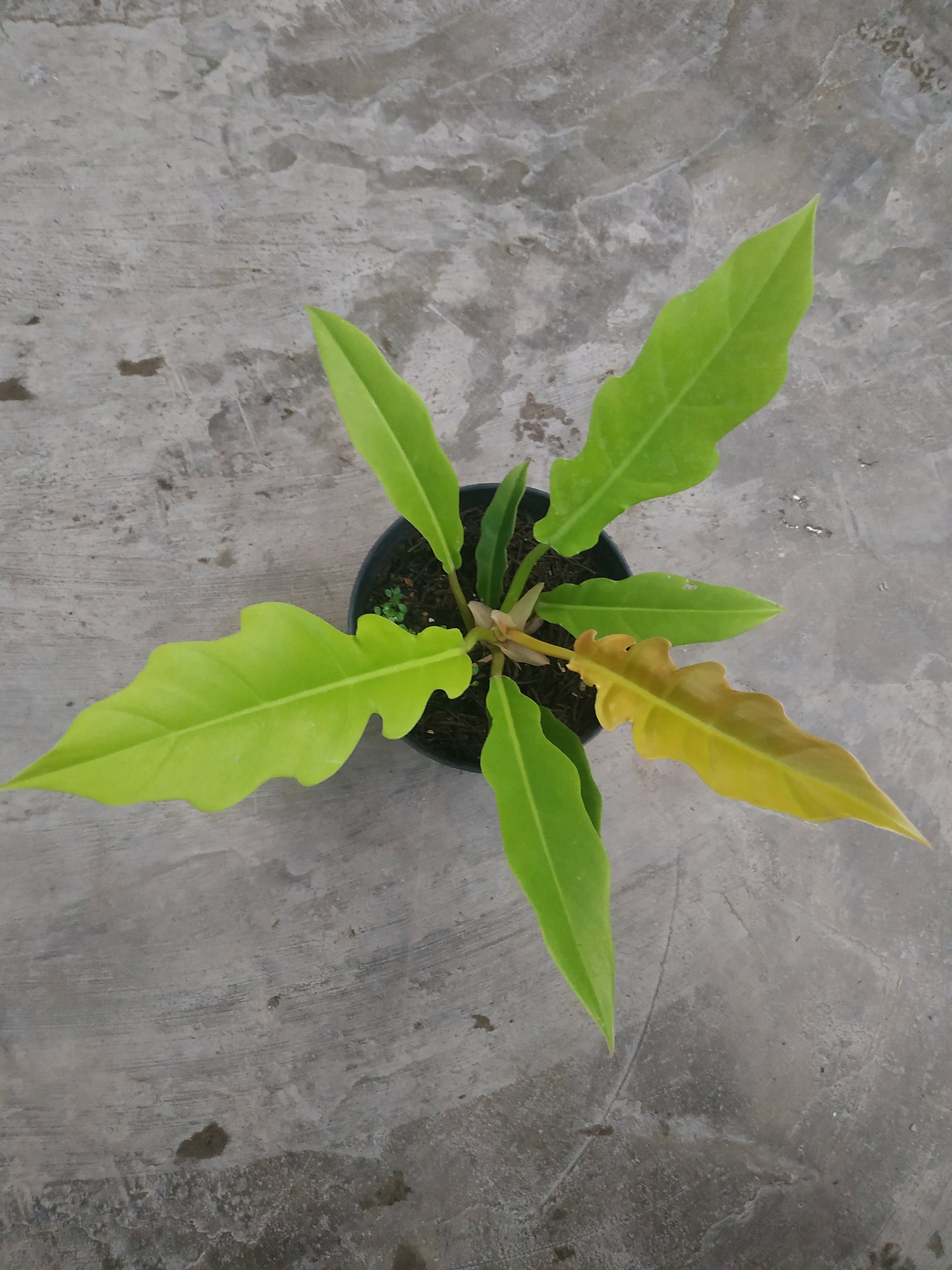 Philodendron Golden Saw