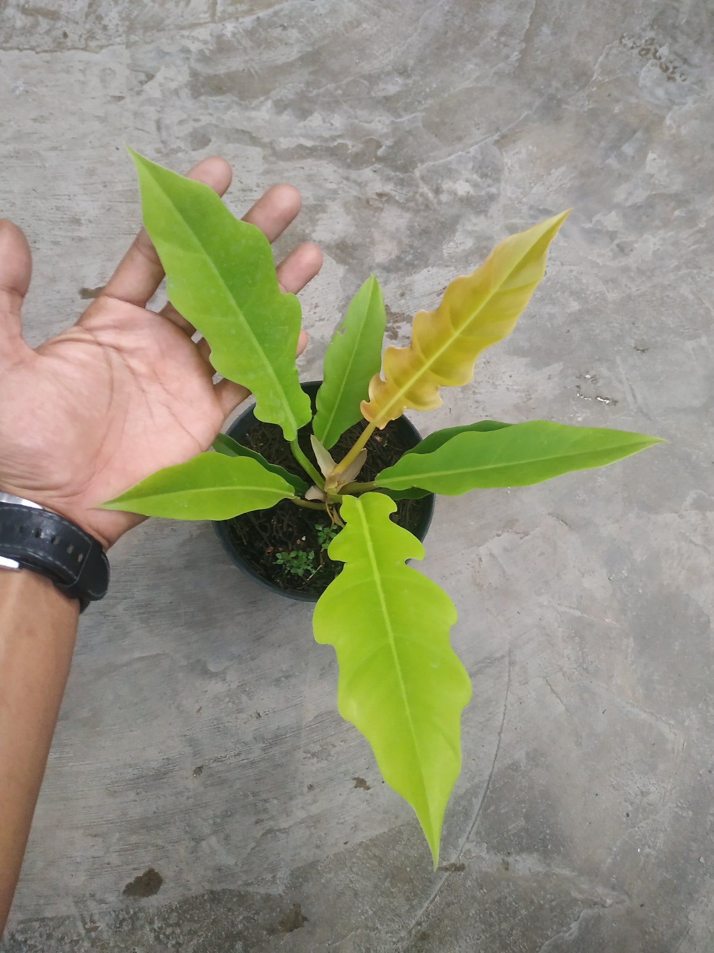 Philodendron Golden Saw