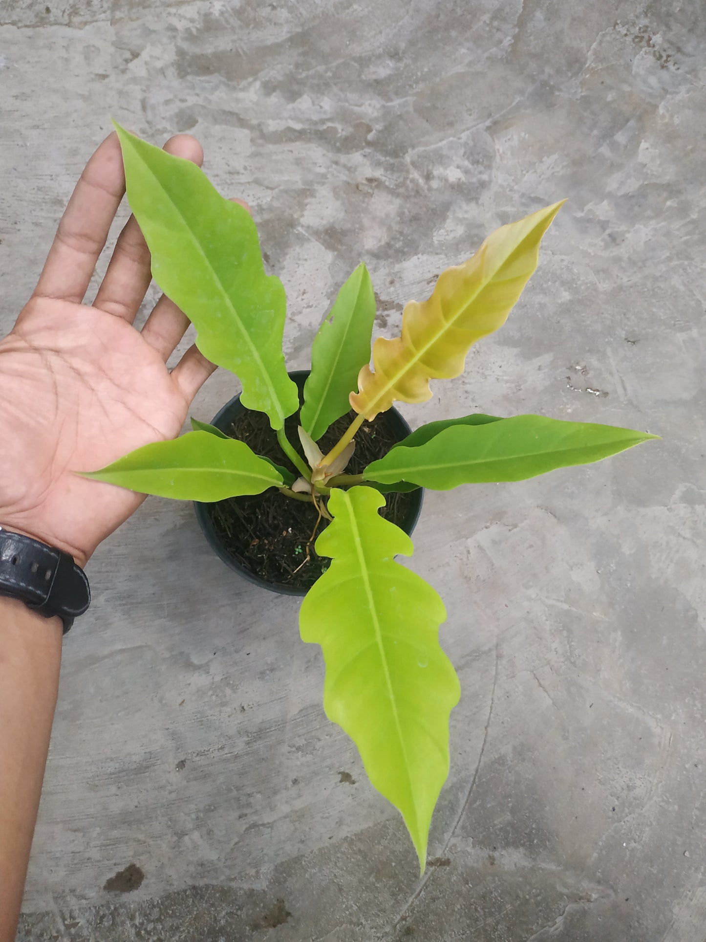 Philodendron Golden Saw
