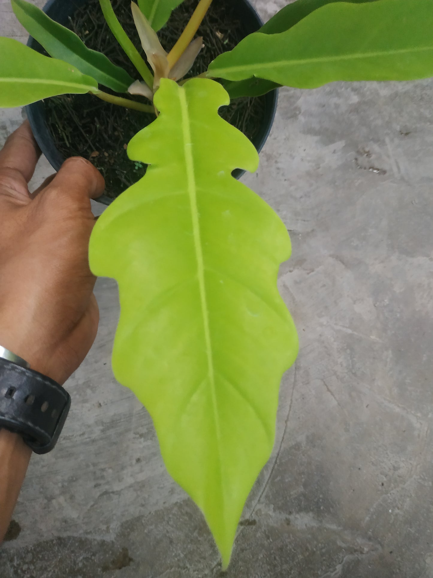 Philodendron Golden Saw