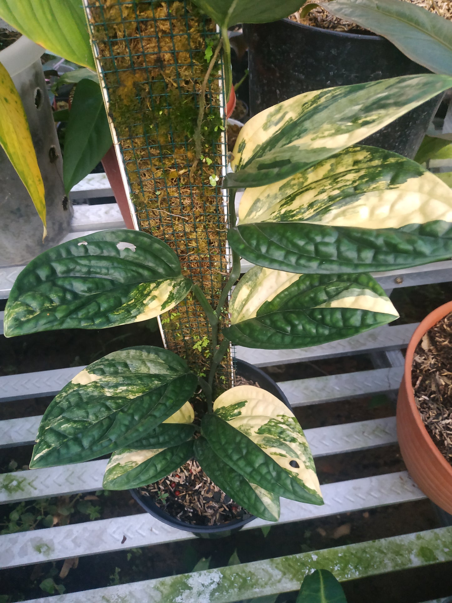 Monstera Peru Karstenianum Variegated