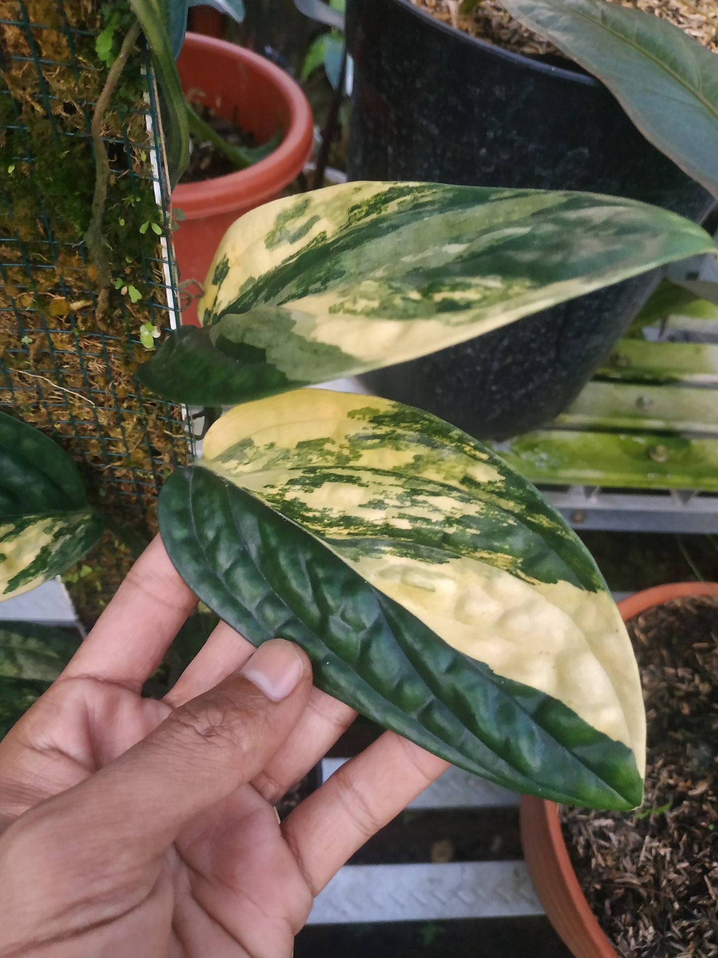 Monstera Peru Karstenianum Variegated