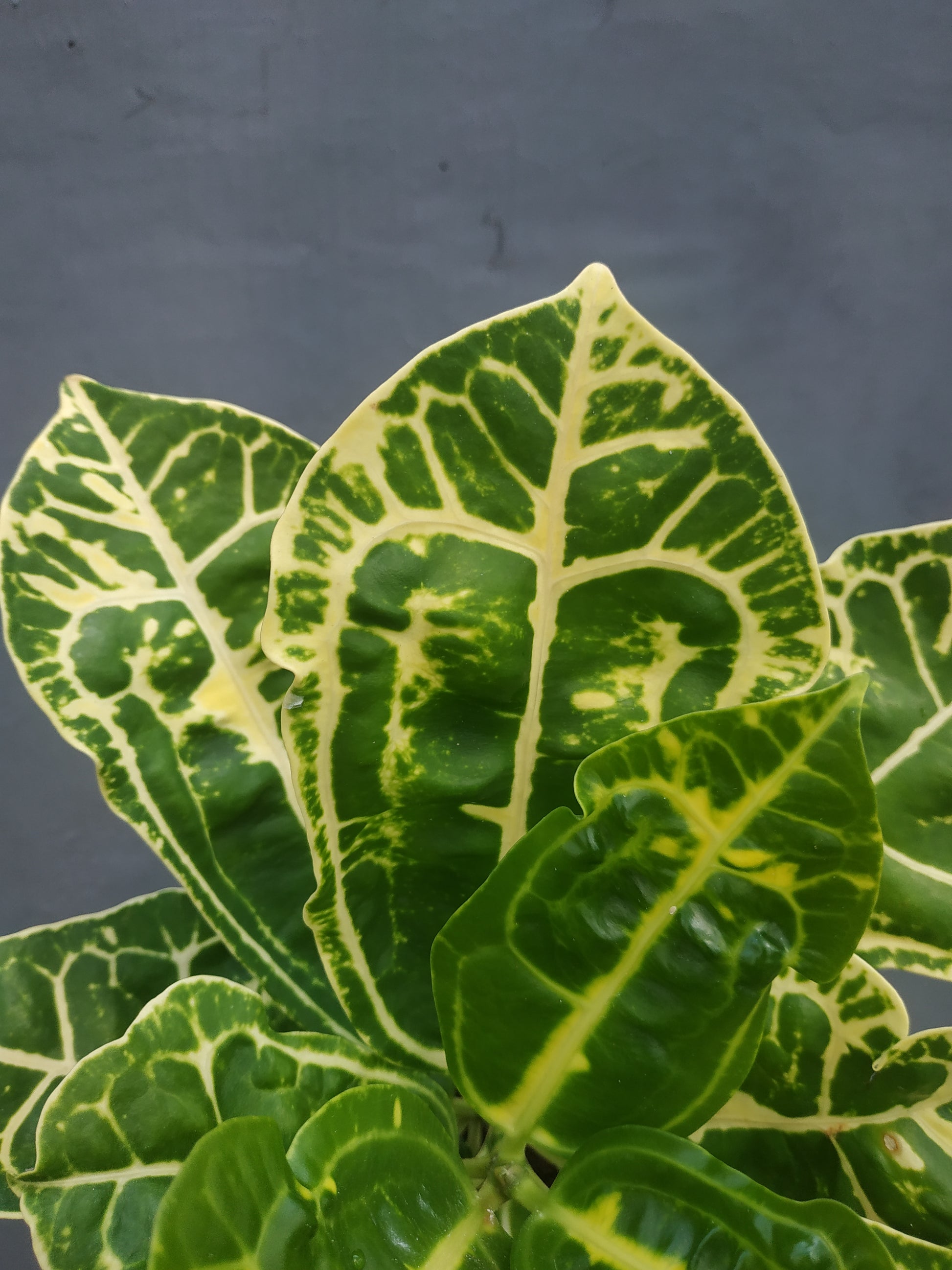 croton, croton yellow turtle, live croton yellow turtle, rare croton yellow turtle plants, rare croton yellow turtle, tropical croton yellow turtle live plants, wholesale croton yellow turtle, outdoor plant, indoor plants, winter plants, summer plants, spring plants, houseplants, rare croton yellow turtle plants, live croton yellow turtle rare plants