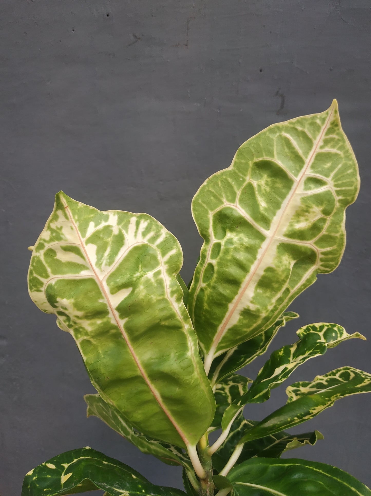 croton, croton yellow turtle, live croton yellow turtle, rare croton yellow turtle plants, rare croton yellow turtle, tropical croton yellow turtle live plants, wholesale croton yellow turtle, outdoor plant, indoor plants, winter plants, summer plants, spring plants, houseplants, rare croton yellow turtle plants, live croton yellow turtle rare plants