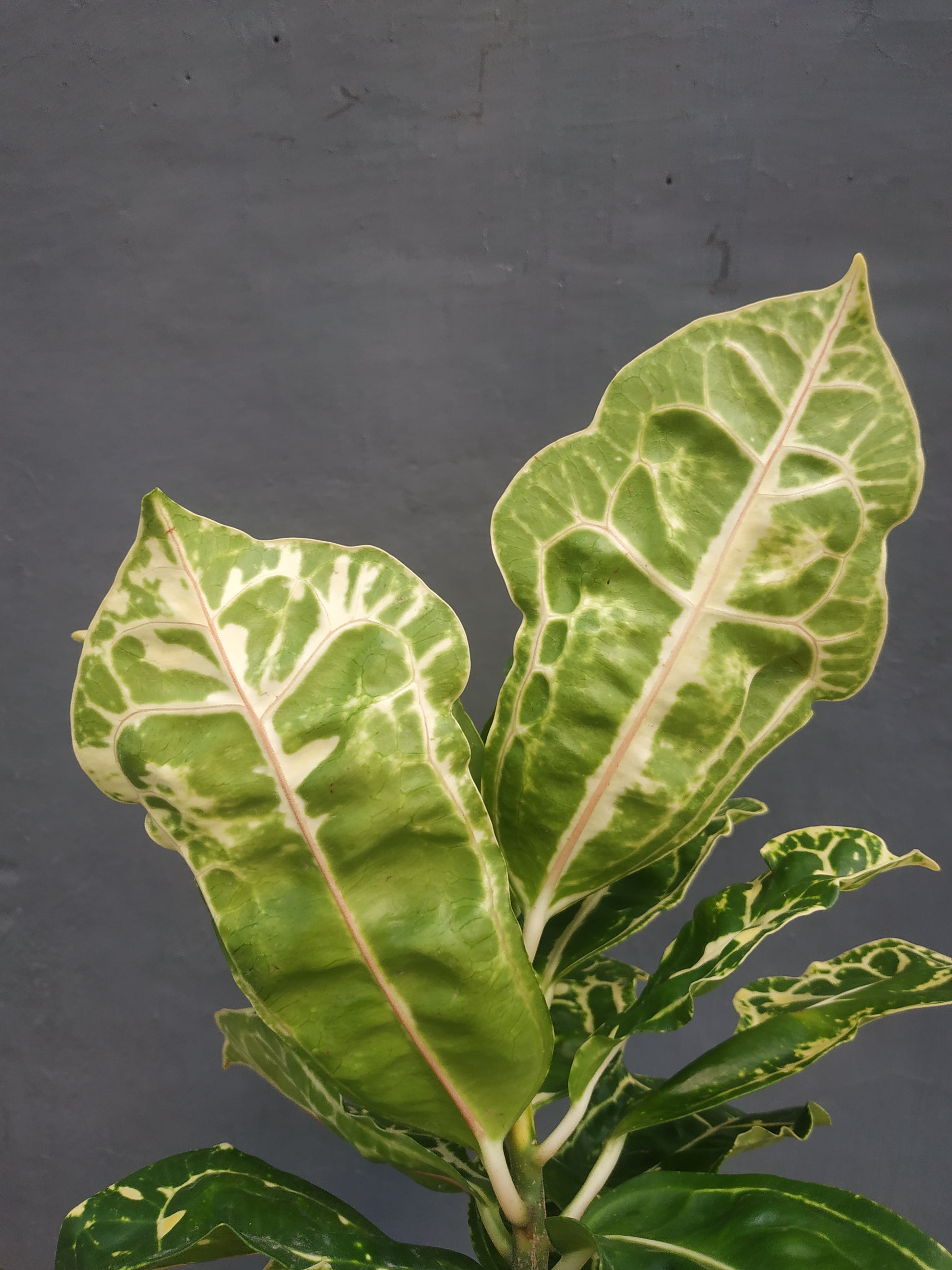 croton, croton yellow turtle, live croton yellow turtle, rare croton yellow turtle plants, rare croton yellow turtle, tropical croton yellow turtle live plants, wholesale croton yellow turtle, outdoor plant, indoor plants, winter plants, summer plants, spring plants, houseplants, rare croton yellow turtle plants, live croton yellow turtle rare plants