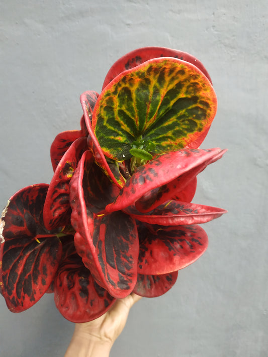 croton, croton apple, live croton apple, rare croton apple plants, rare croton apple, tropical croton apple live plants, wholesale croton apple, outdoor plant, indoor plants, winter plants, summer plants, spring plants, houseplants, rare croton apple plants, live croton apple rare plants