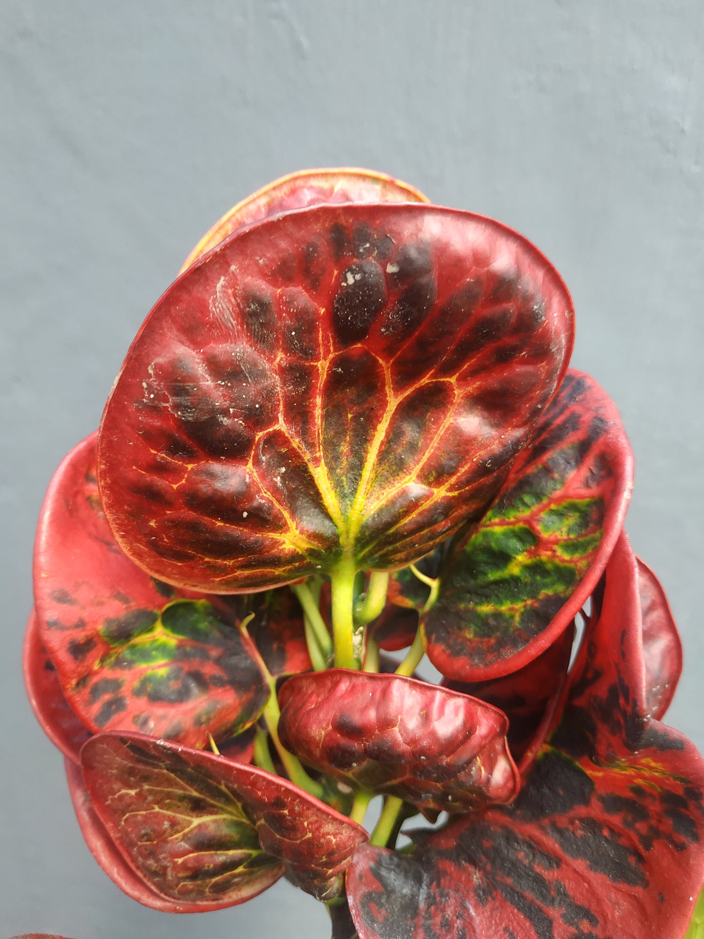 croton, croton apple, live croton apple, rare croton apple plants, rare croton apple, tropical croton apple live plants, wholesale croton apple, outdoor plant, indoor plants, winter plants, summer plants, spring plants, houseplants, rare croton apple plants, live croton apple rare plants