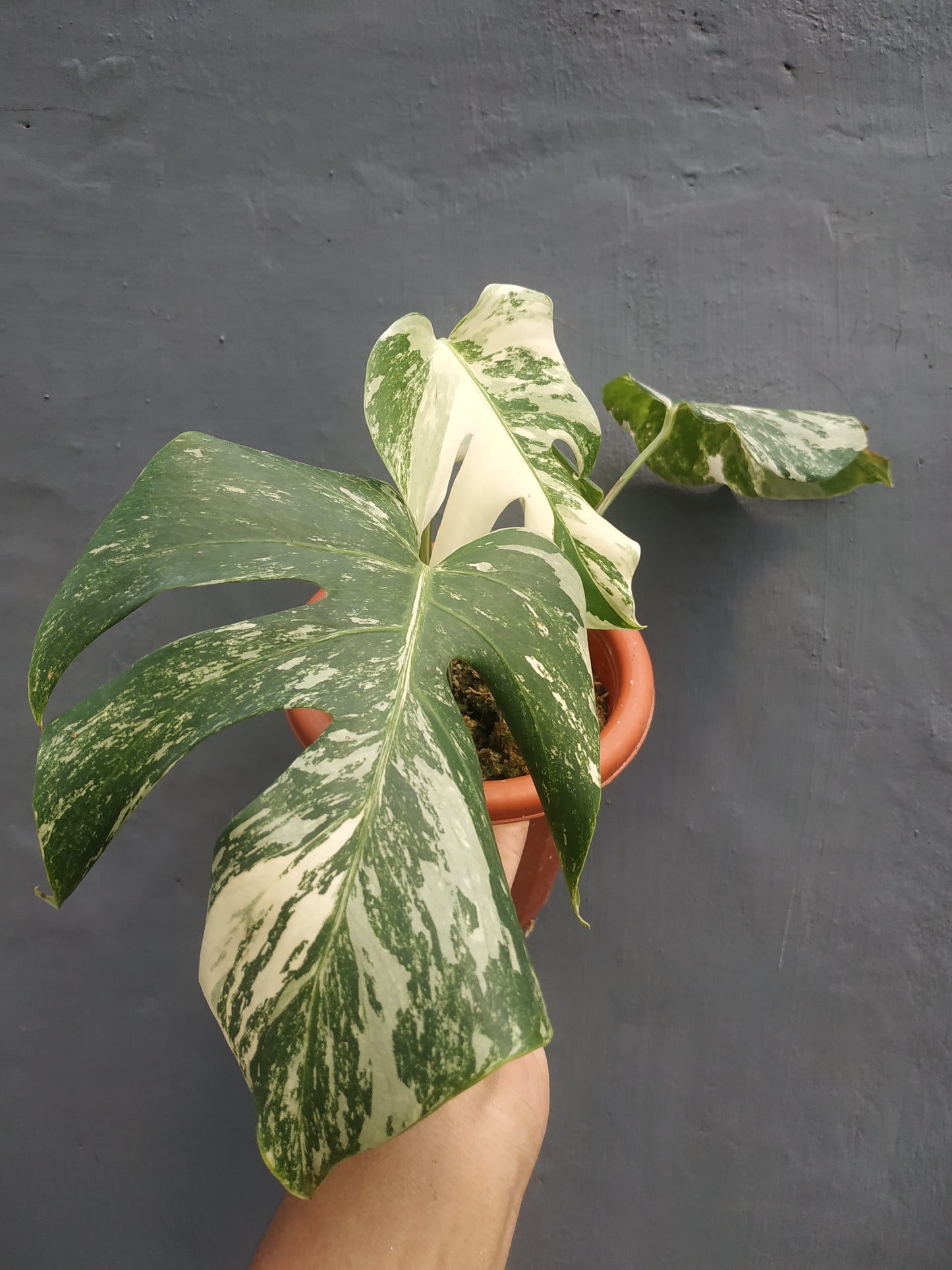 Monstera Deliciosa Marble Variegated