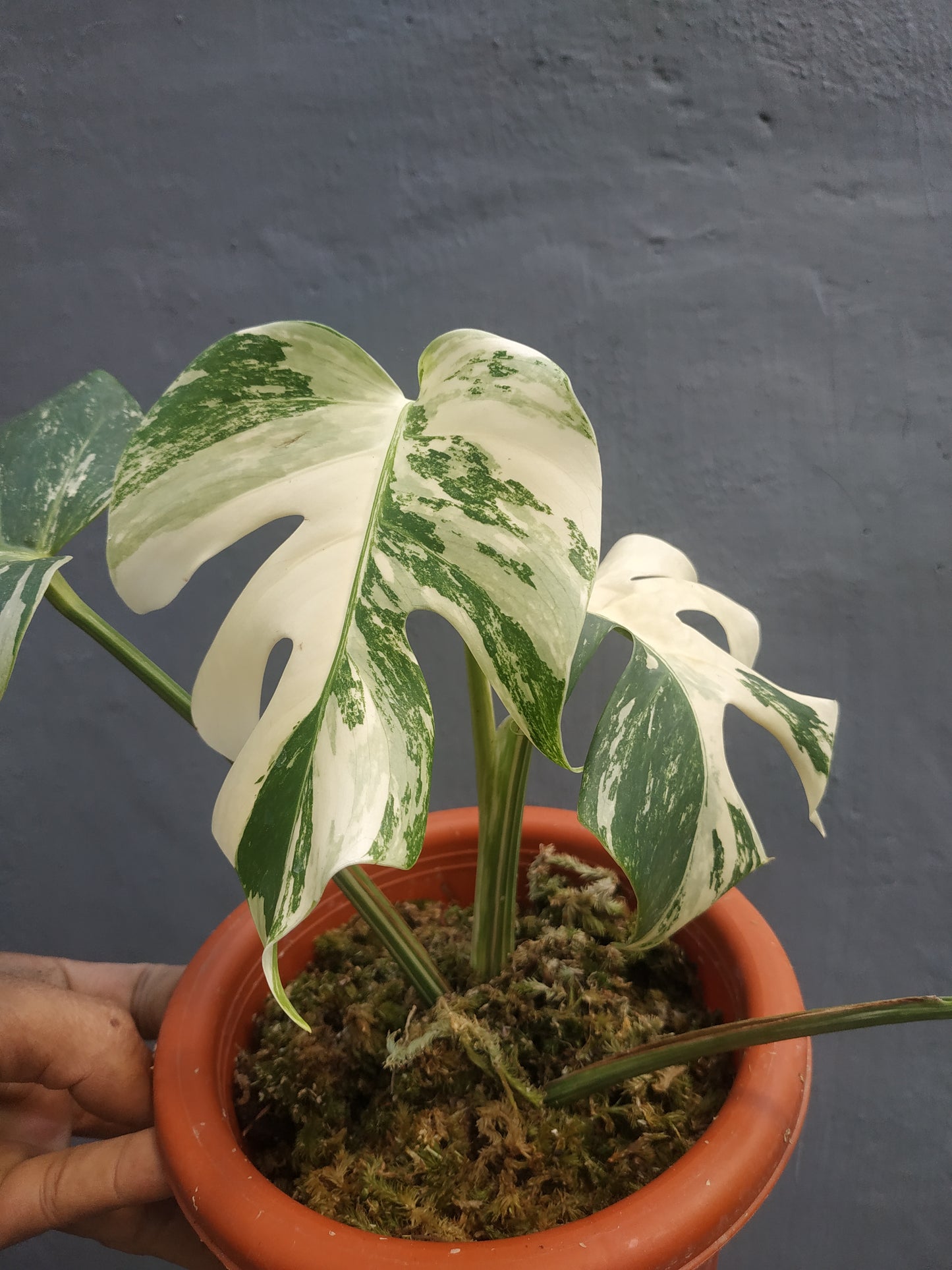 Monstera Deliciosa Marble Variegated