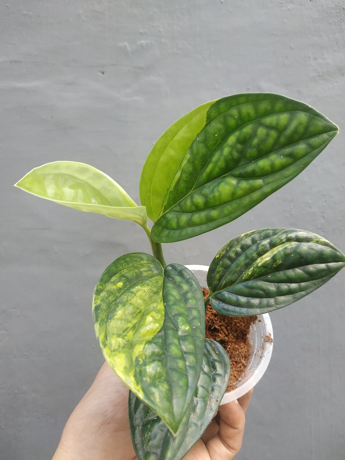 Monstera Peru Karstenianum Variegated